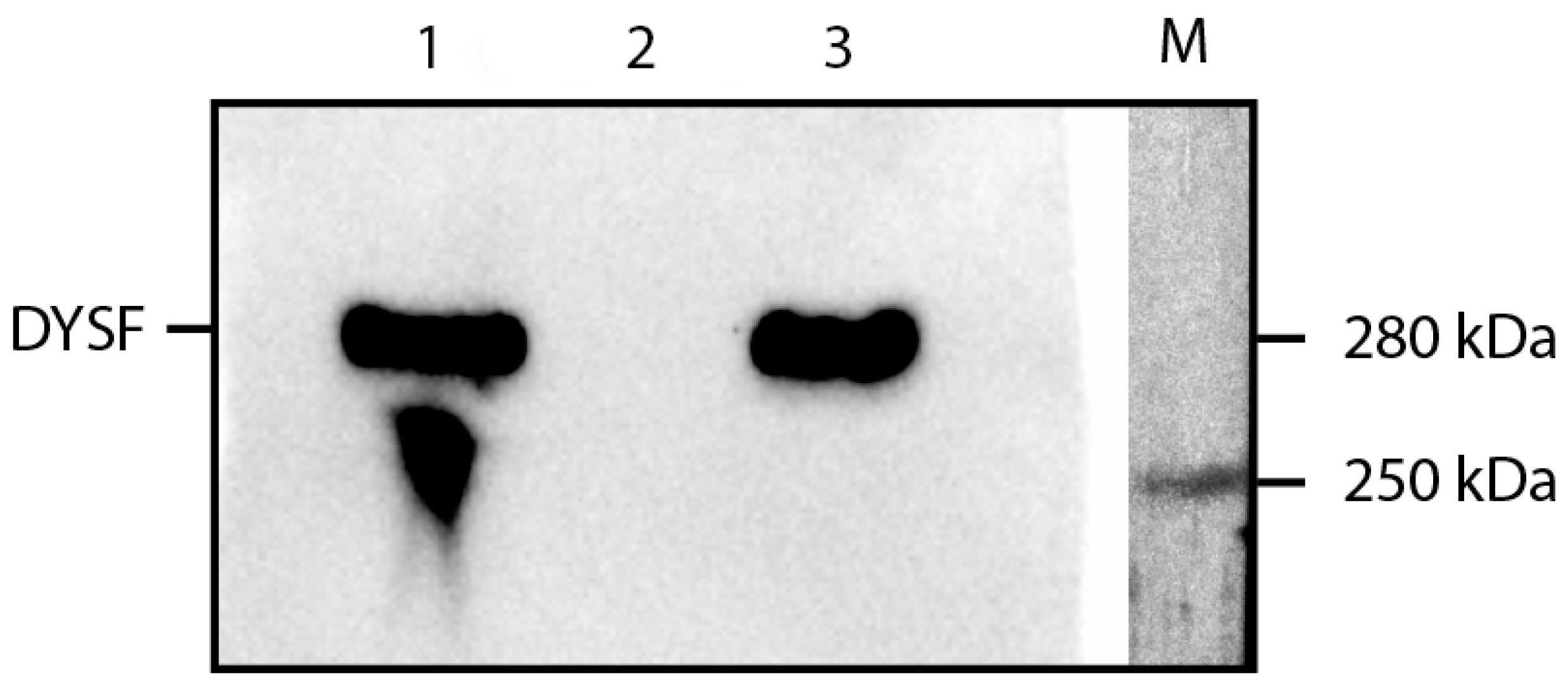 Ijms 24 13551 g007 Ijms 24 13551 g007