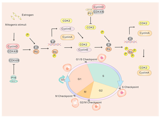 The Therapeutic Potential of CDK4/6 Inhibitors ... Biology Diagrams