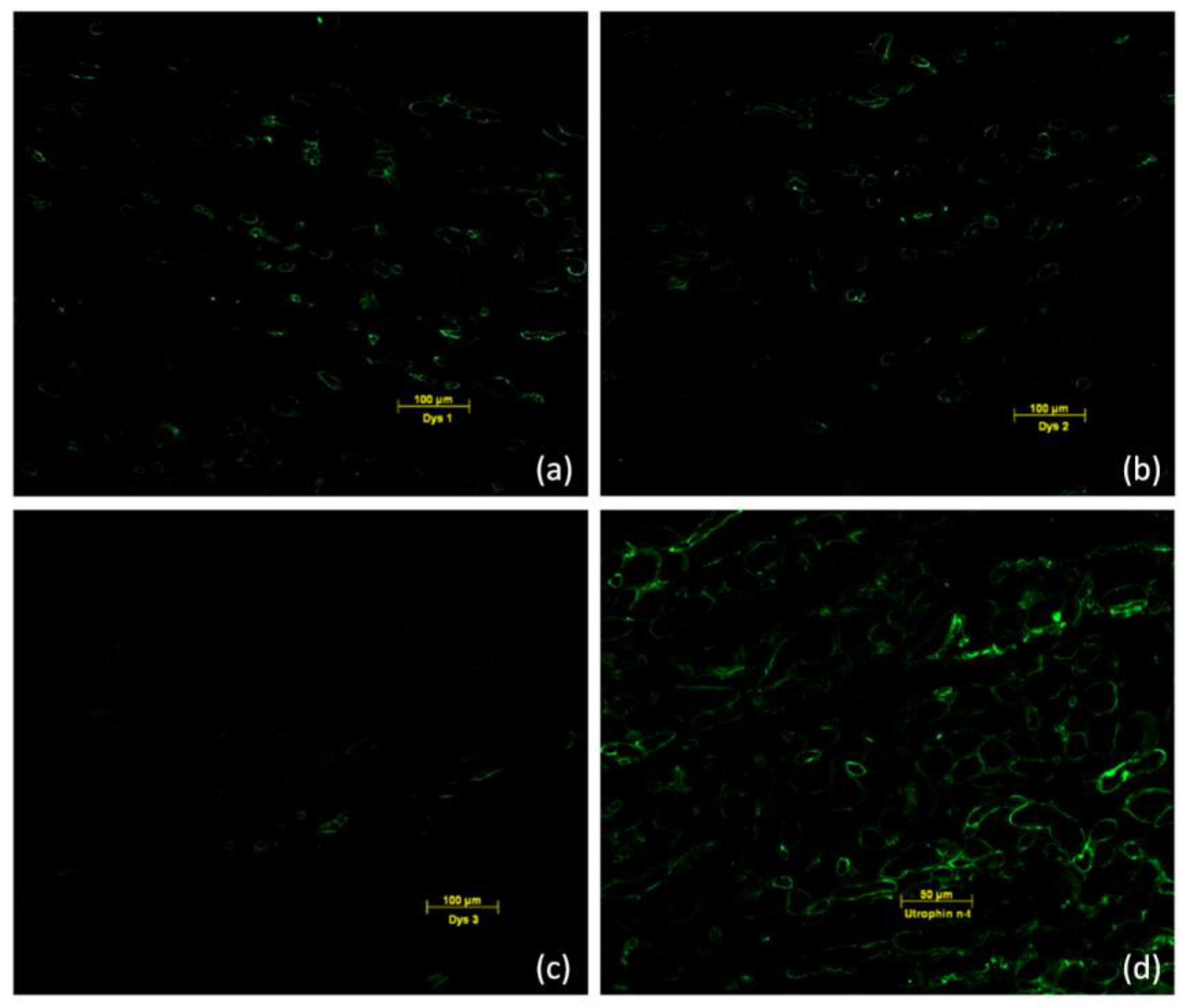 Ijms 24 13567 g002 Ijms 24 13567 g002