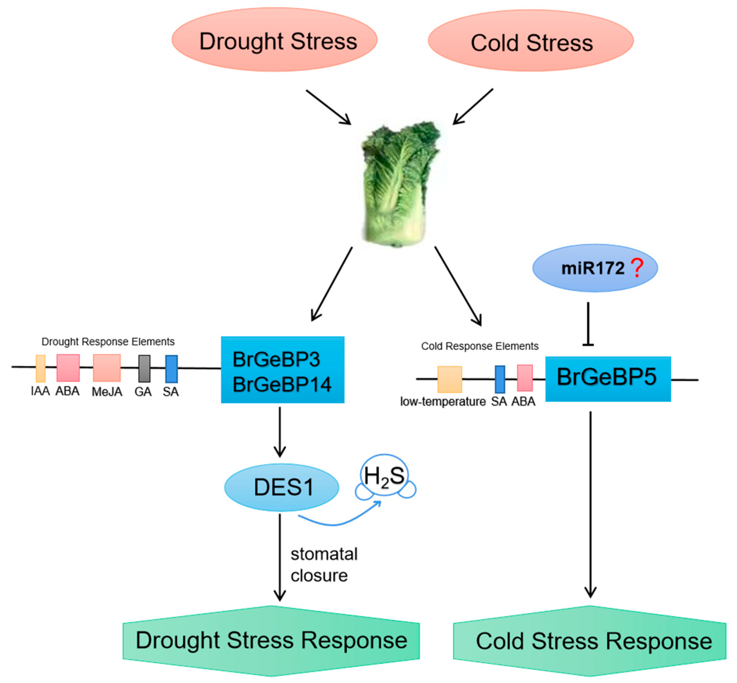 Ijms 24 13597 g008 Ijms 24 13597 g008