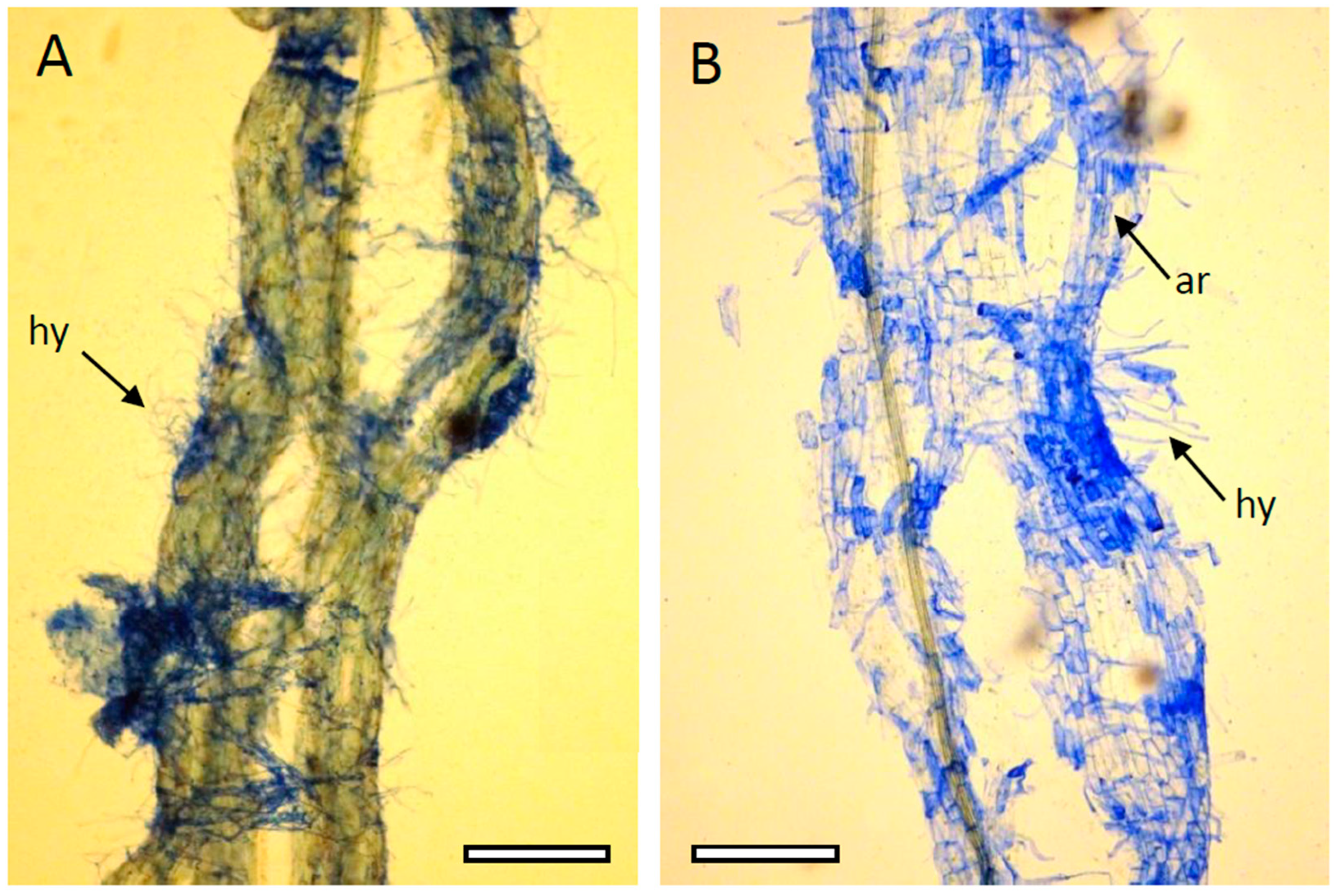 Ijms 24 13605 g004 Ijms 24 13605 g004