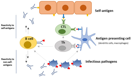 Antibody Cross-Reactivity in Auto-Immune Diseases