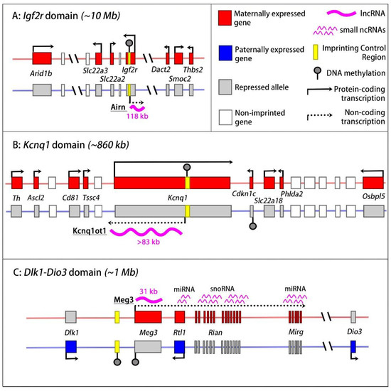 Imprinted Long Non-Coding RNAs in Mammalian Development and