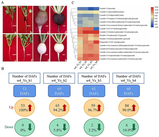 Molecular Regulatory Network of Anthocyanin Accumulation in Black