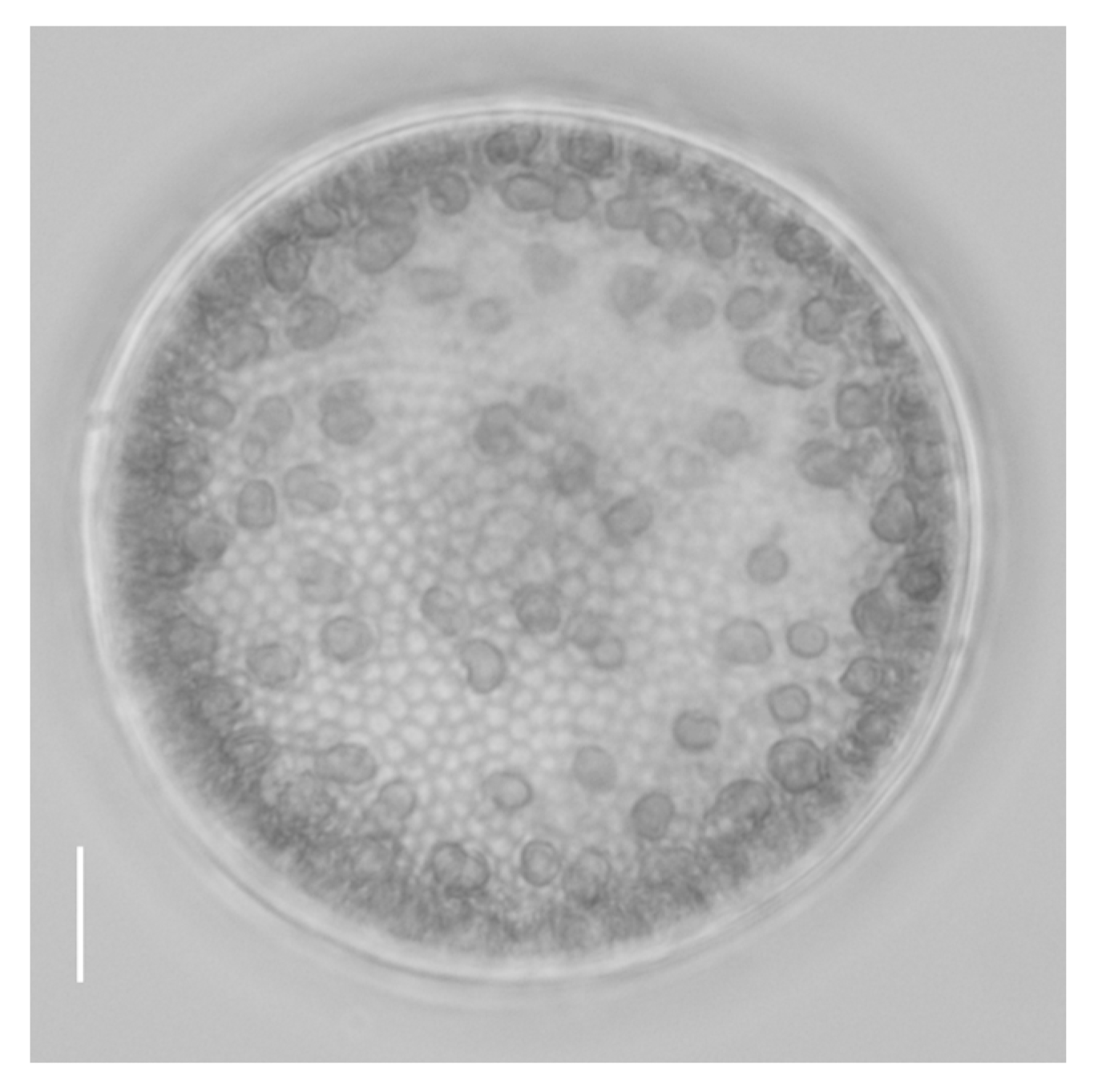 Ijms 24 13683 g009 Ijms 24 13683 g009