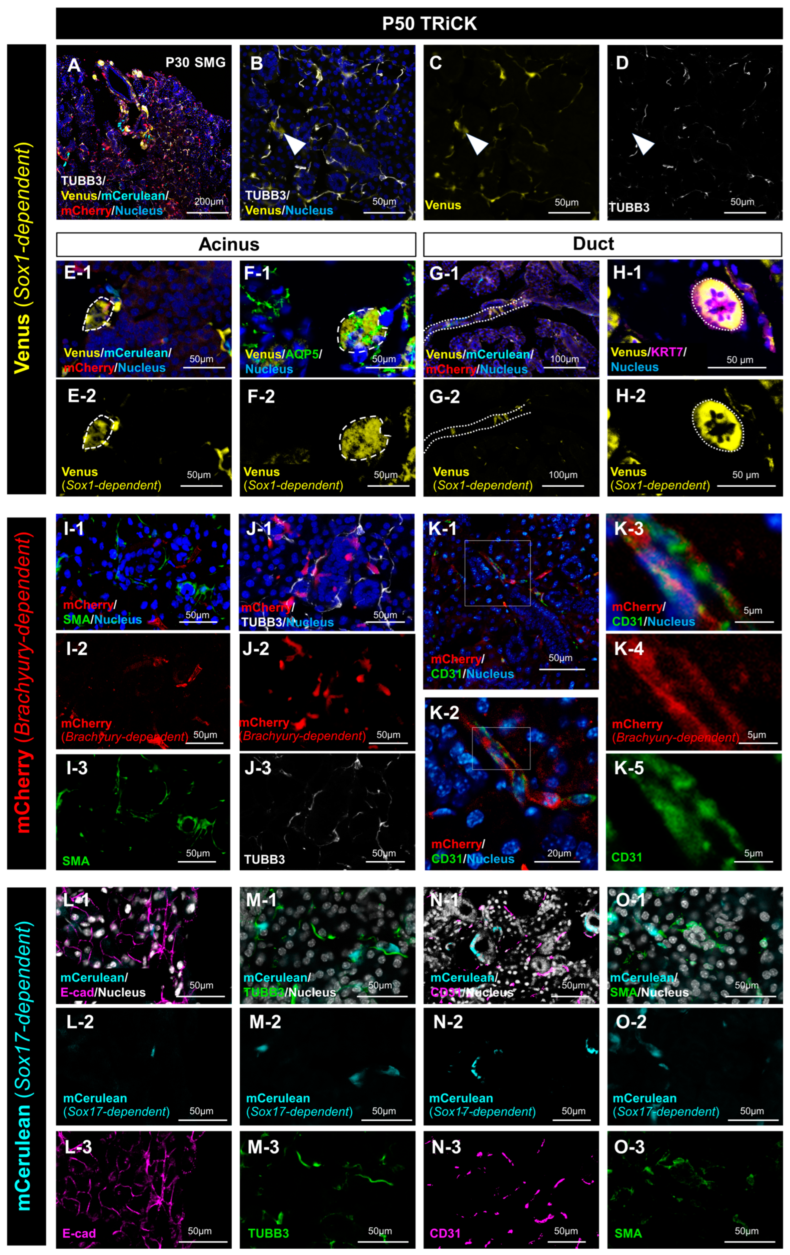 Ijms 24 13692 g002 Ijms 24 13692 g002