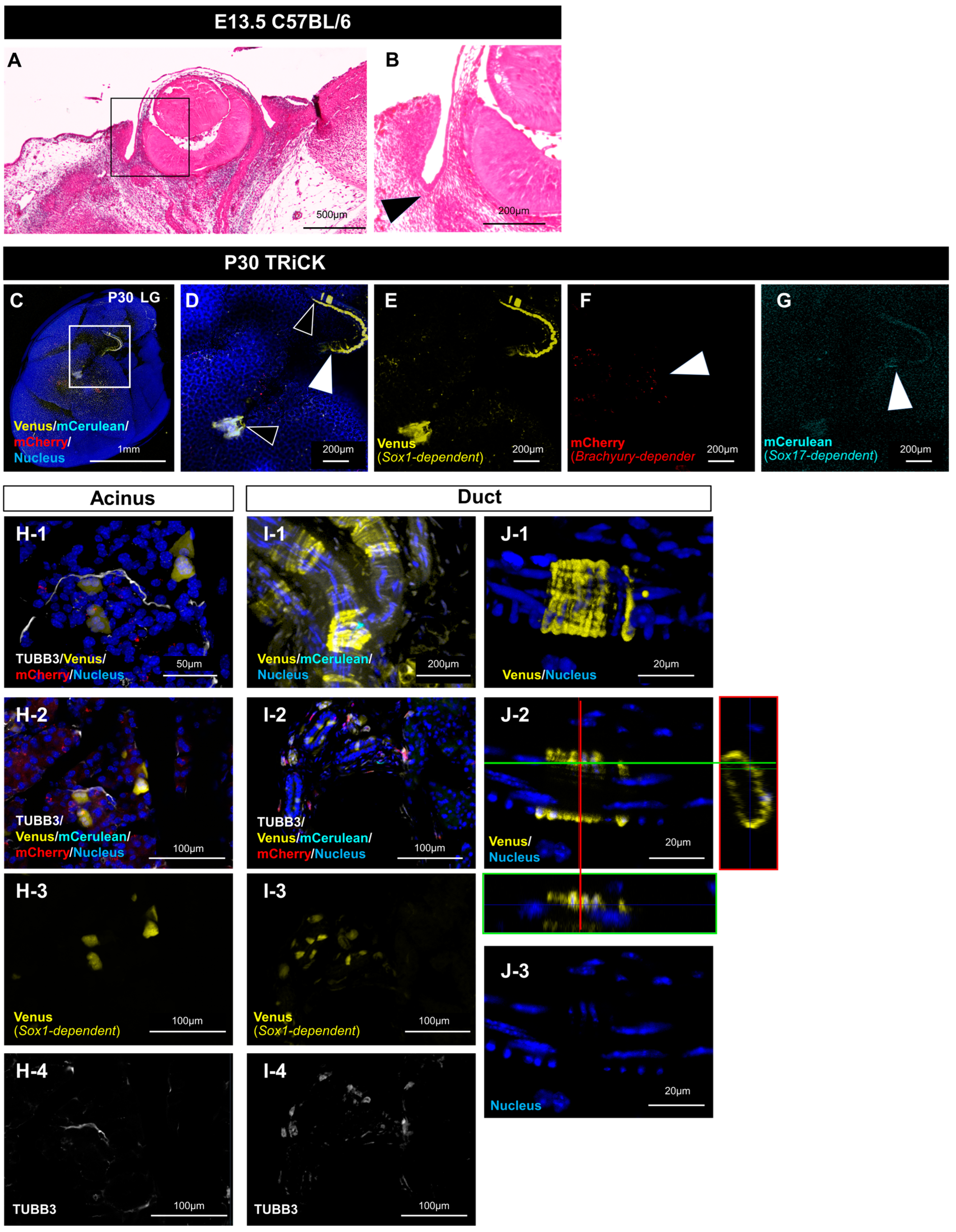 Ijms 24 13692 g003 Ijms 24 13692 g003