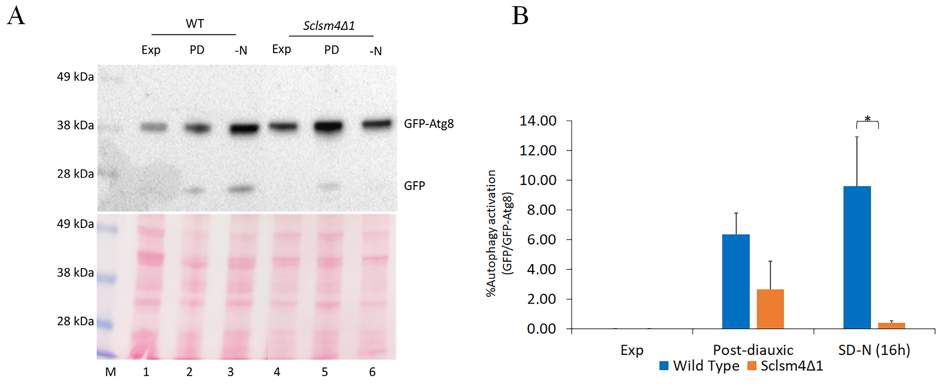 Ijms 24 13708 g002 Ijms 24 13708 g002