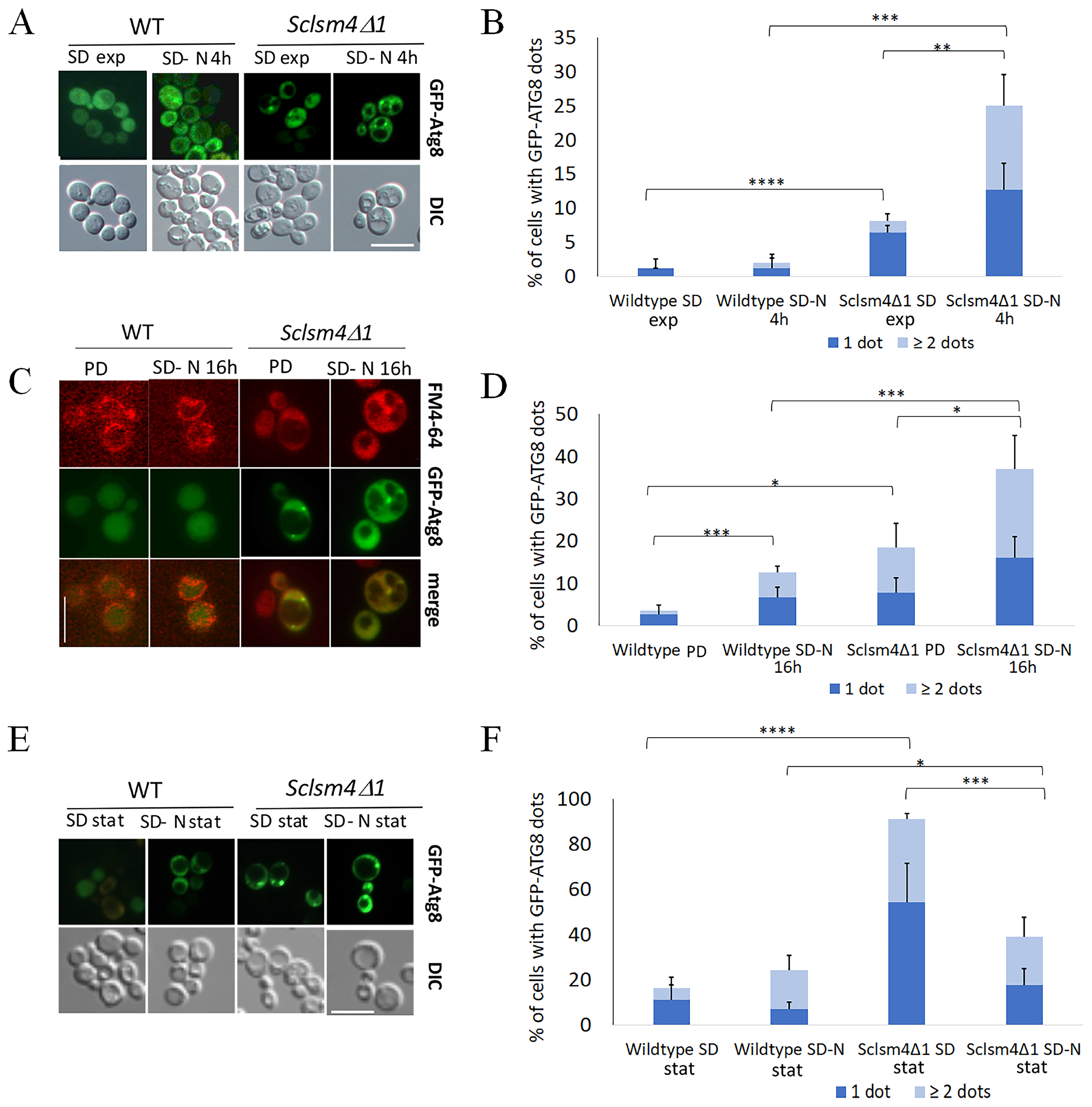 Ijms 24 13708 g004 Ijms 24 13708 g004