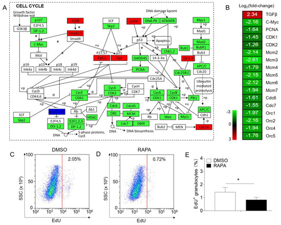 m Role of mTORC1 Signaling in Regulating the Immune Function