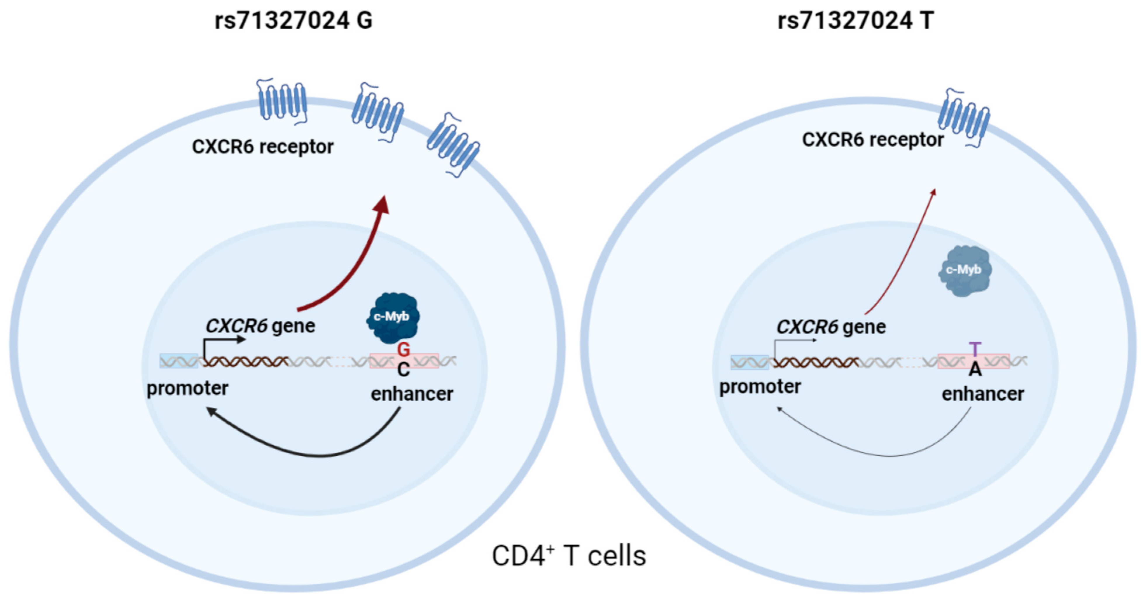 Ijms 24 13790 g004 Ijms 24 13790 g004