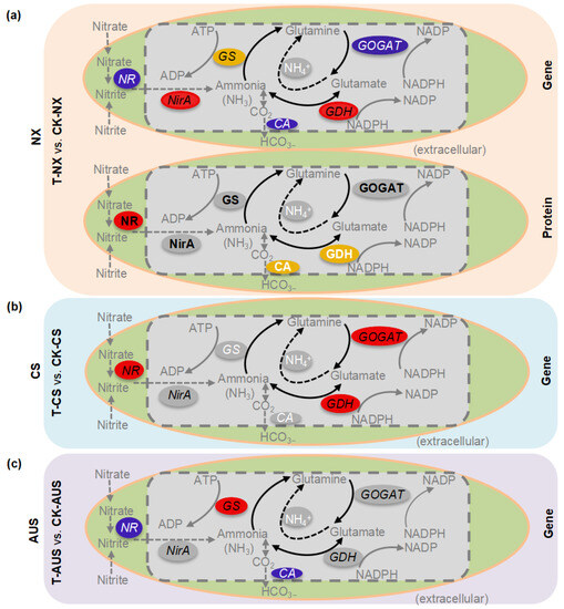 Effects of Biological Nitrogen Metabolism on Glufosinate Effects of Biological Nitrogen Metabolism on Glufosinate