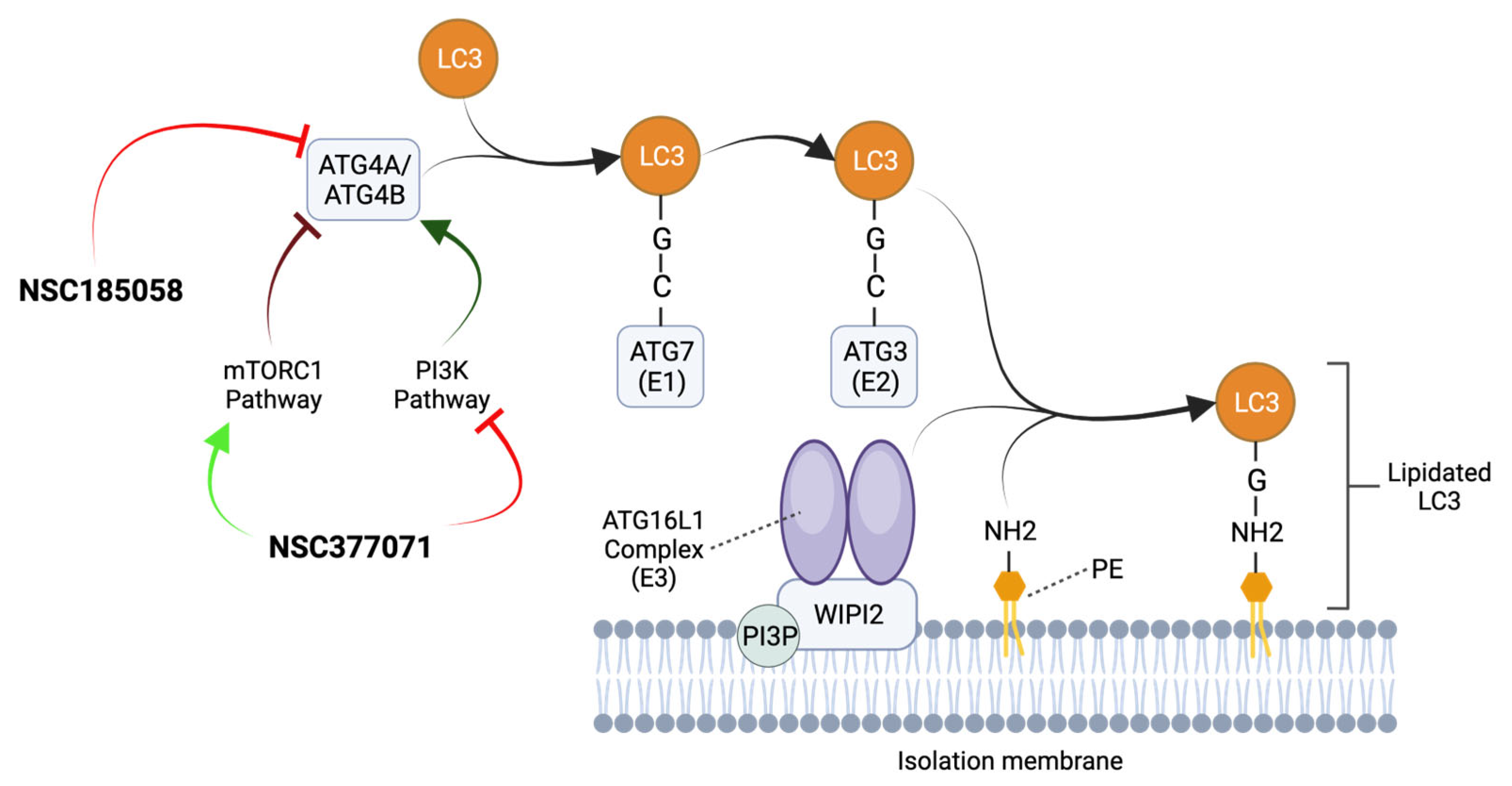 Ijms 24 13827 g004 Ijms 24 13827 g004