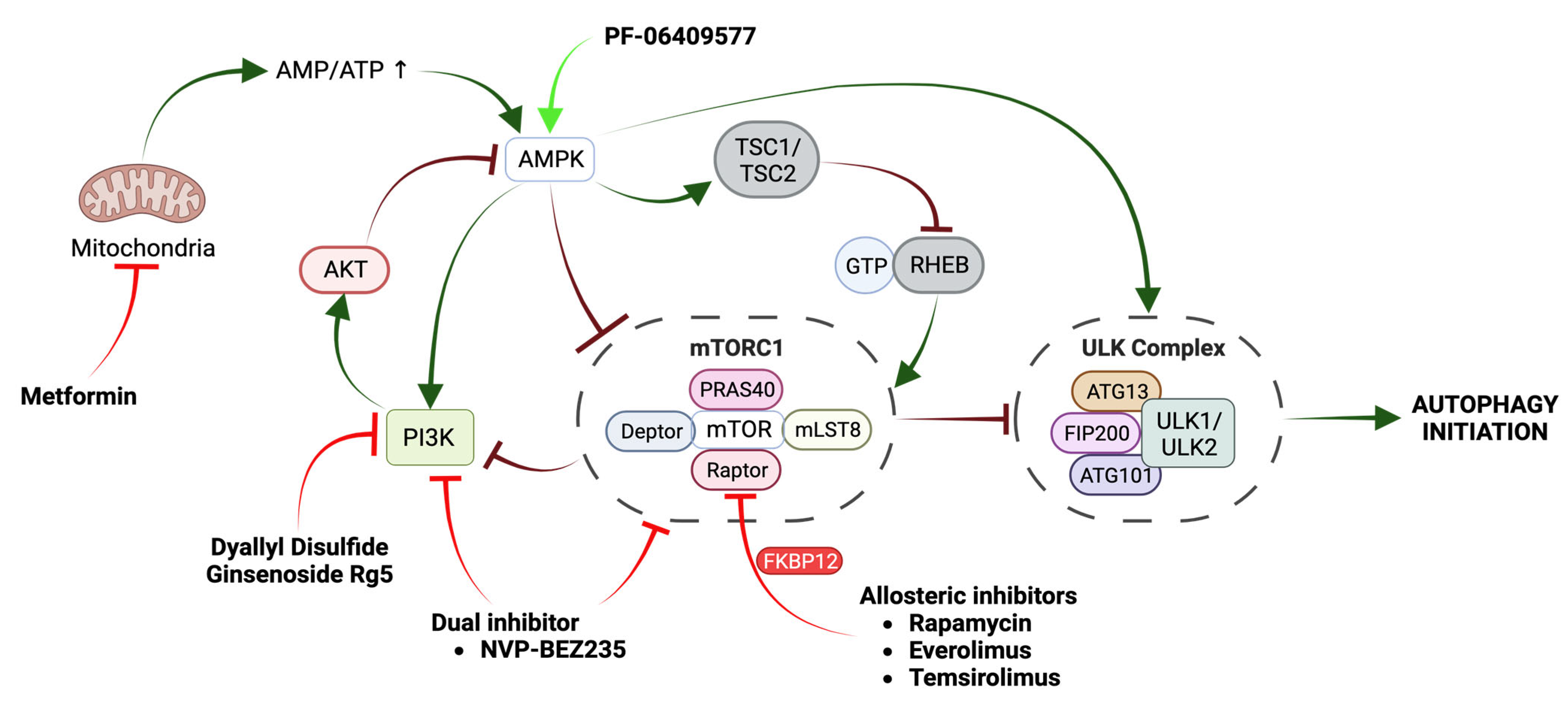 Ijms 24 13827 g006 Ijms 24 13827 g006
