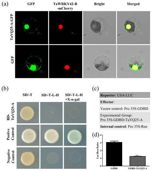 Wheat VQ Motif-Containing Protein VQ25-A Facilitates Leaf
