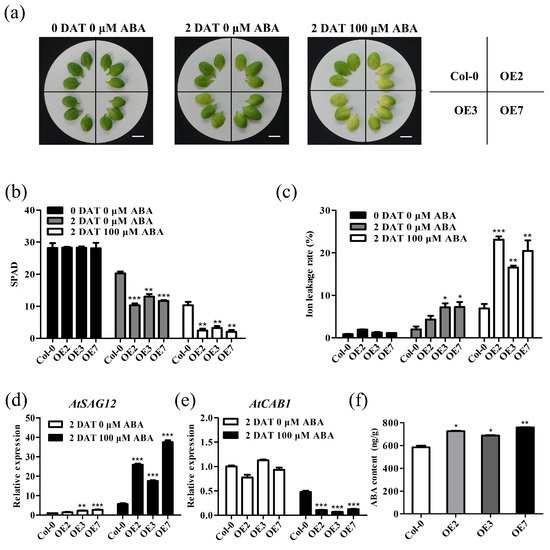 Wheat VQ Motif-Containing Protein VQ25-A Facilitates Leaf