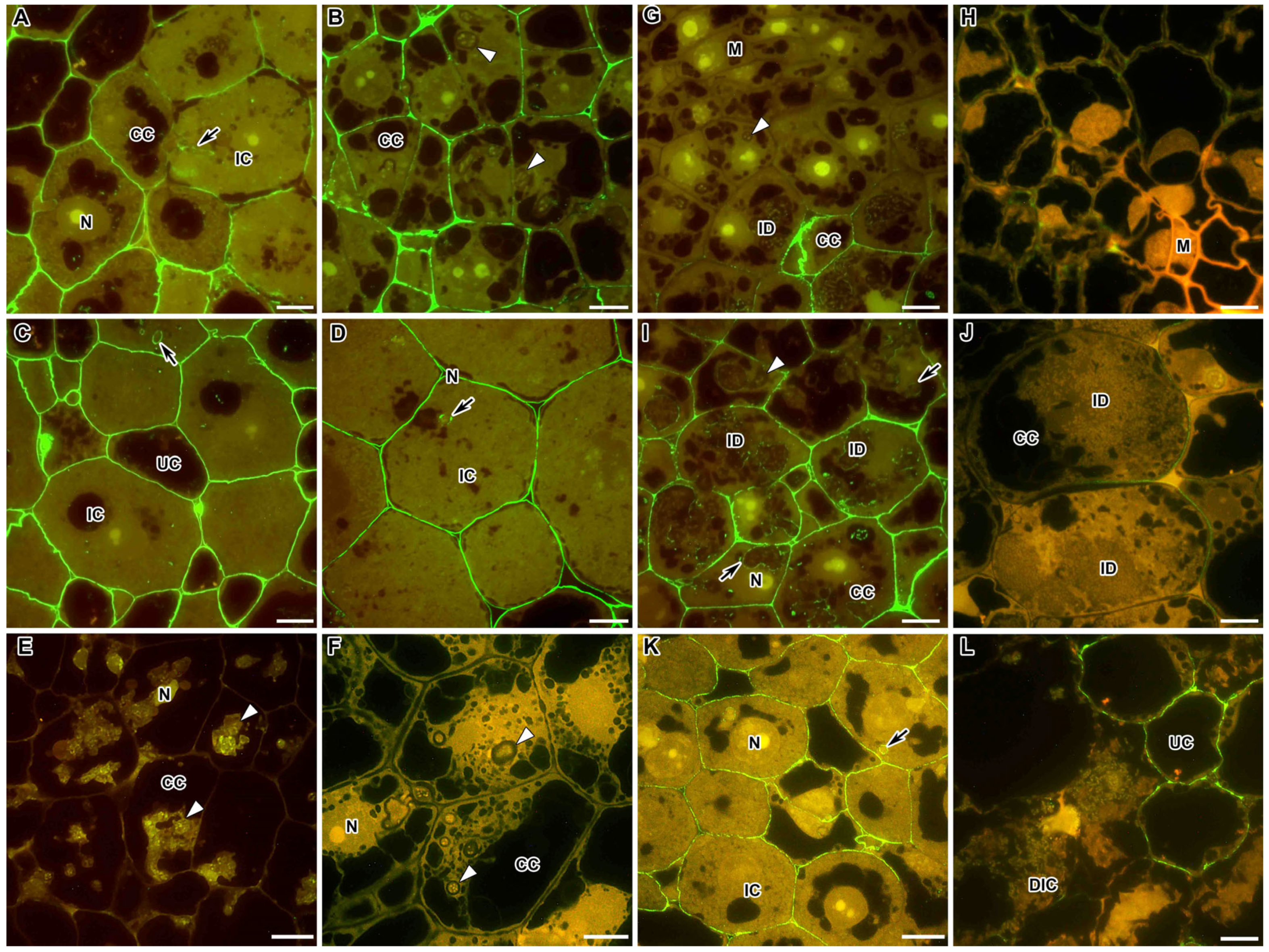 Ijms 24 13850 g001 Ijms 24 13850 g001