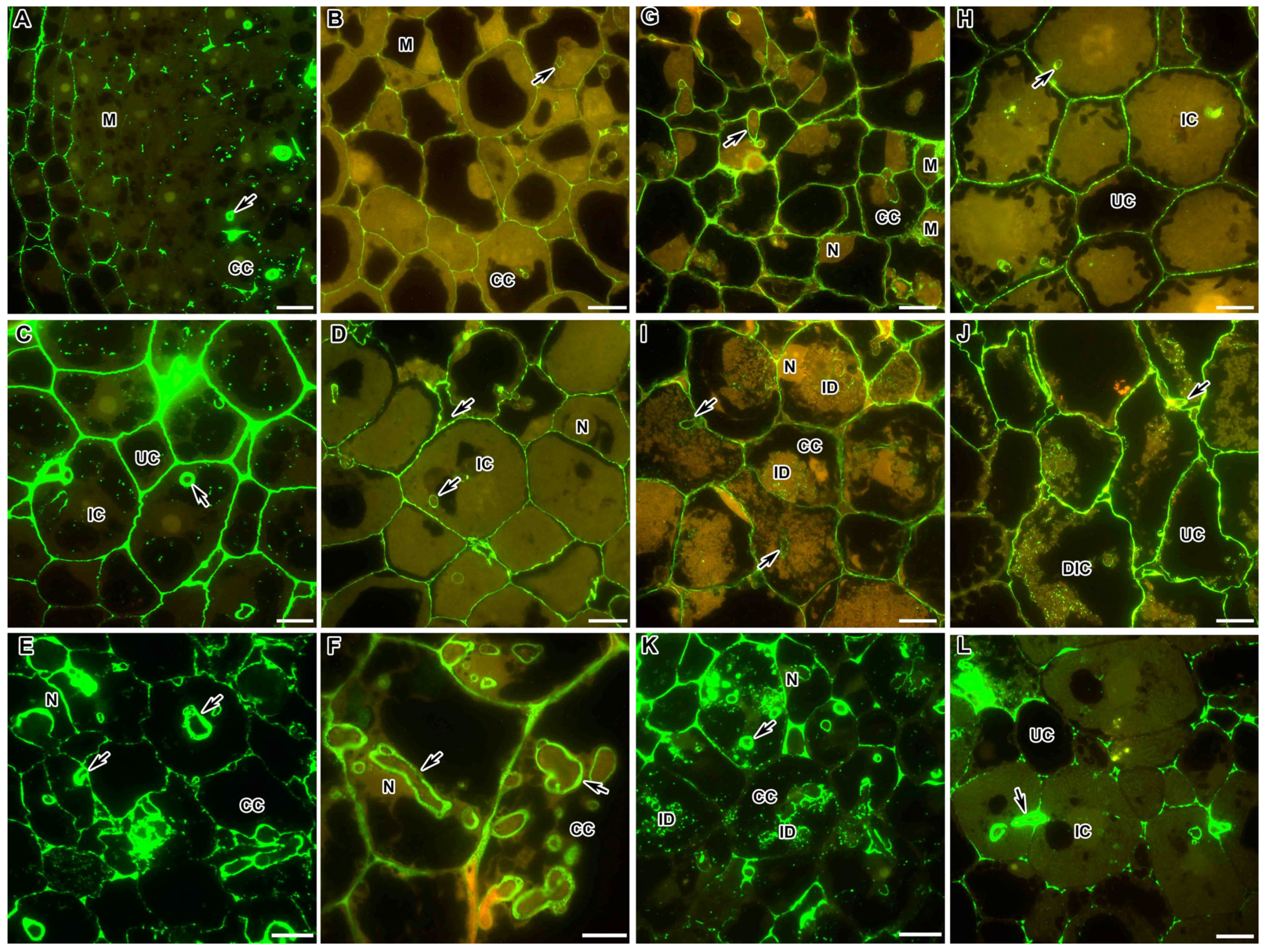 Ijms 24 13850 g002 Ijms 24 13850 g002