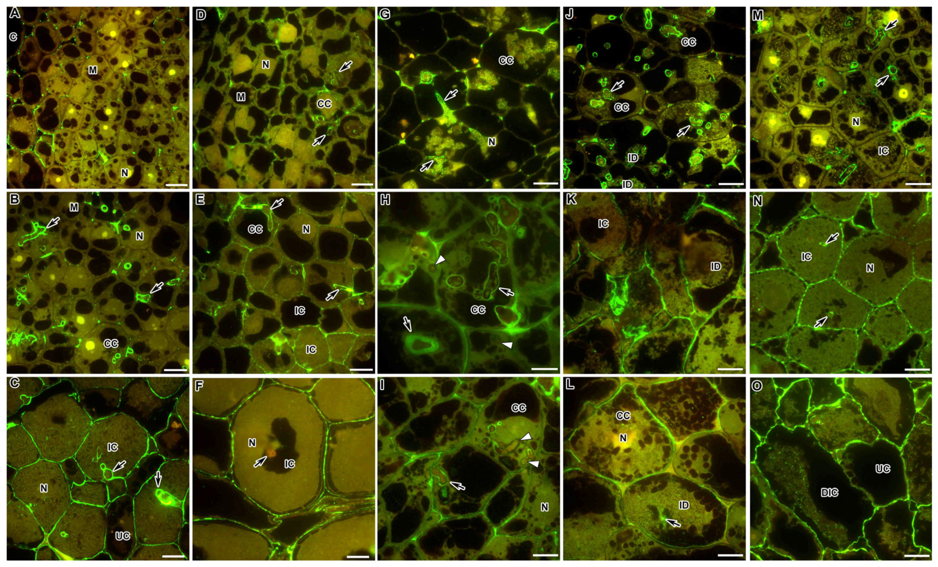 Ijms 24 13850 g003 Ijms 24 13850 g003