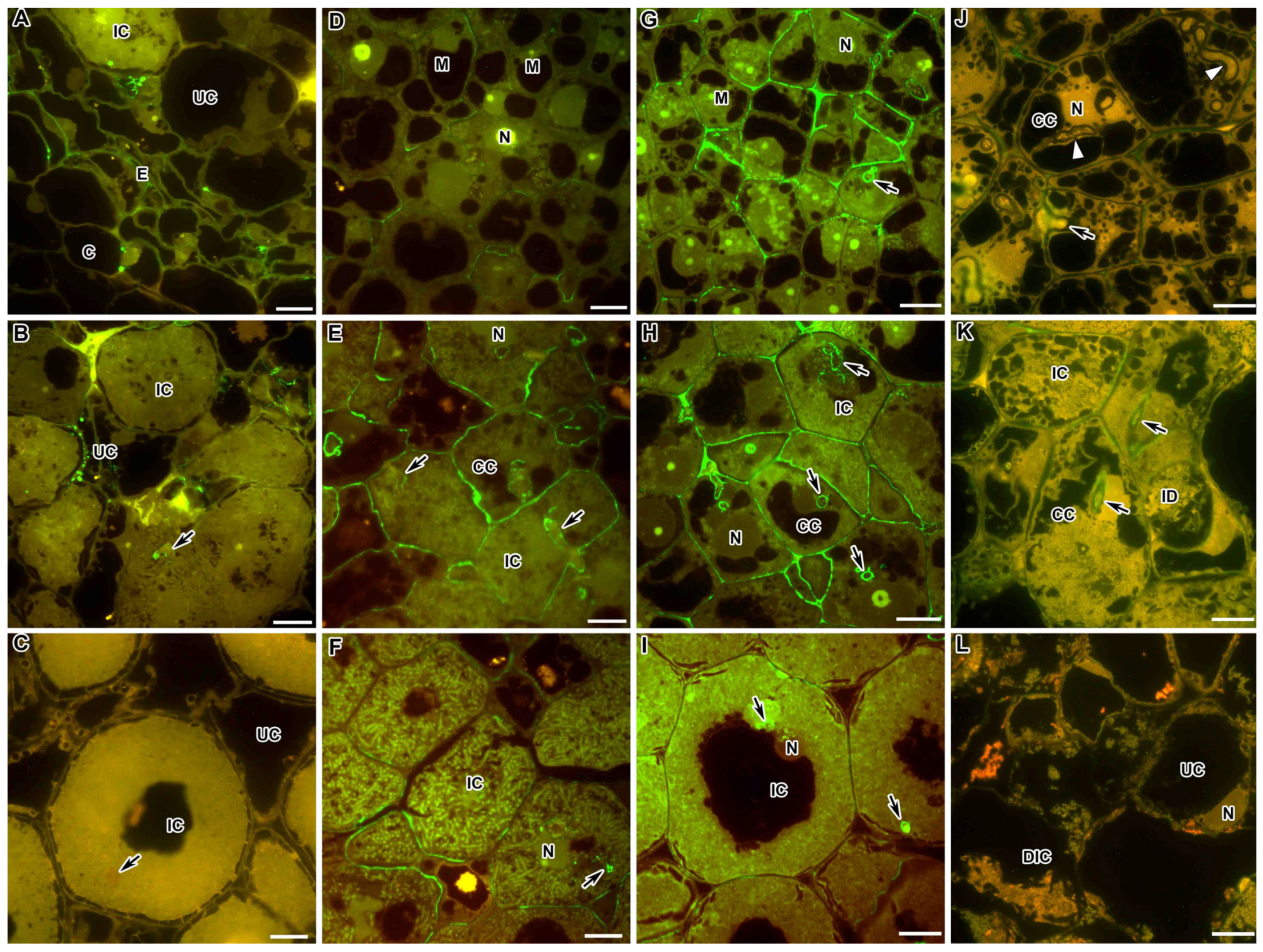 Ijms 24 13850 g004 Ijms 24 13850 g004