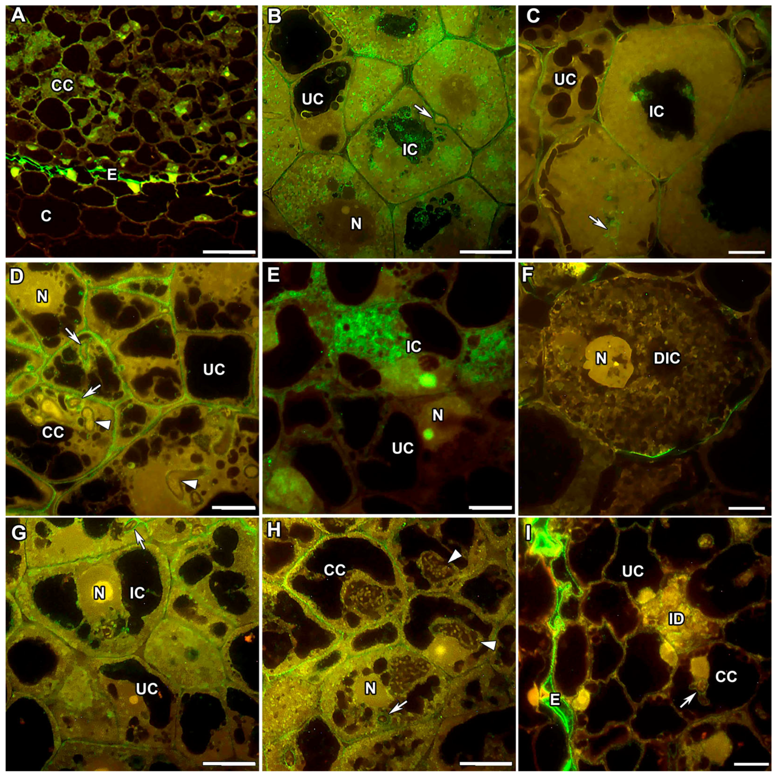 Ijms 24 13850 g005 Ijms 24 13850 g005