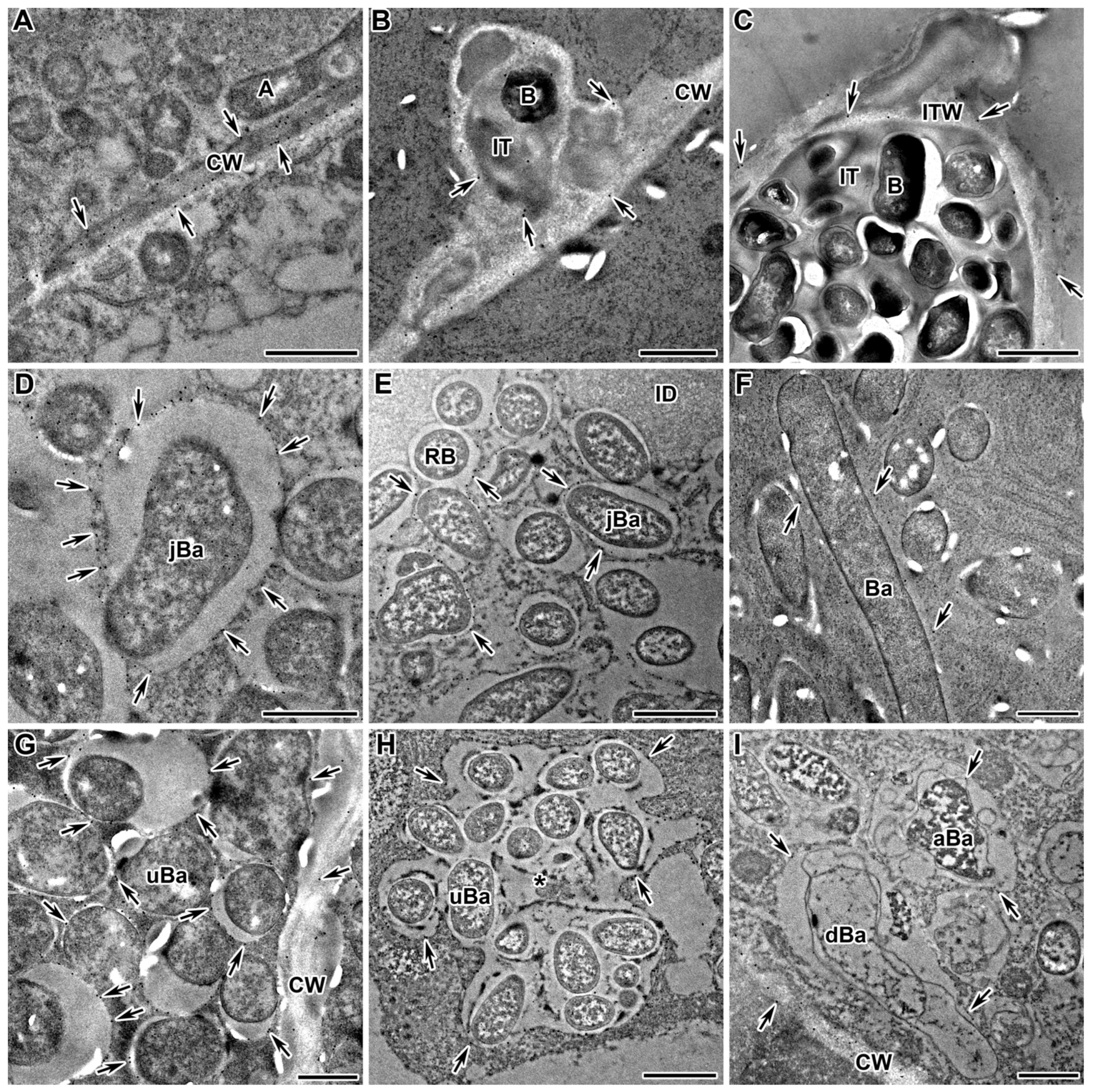 Ijms 24 13850 g006 Ijms 24 13850 g006