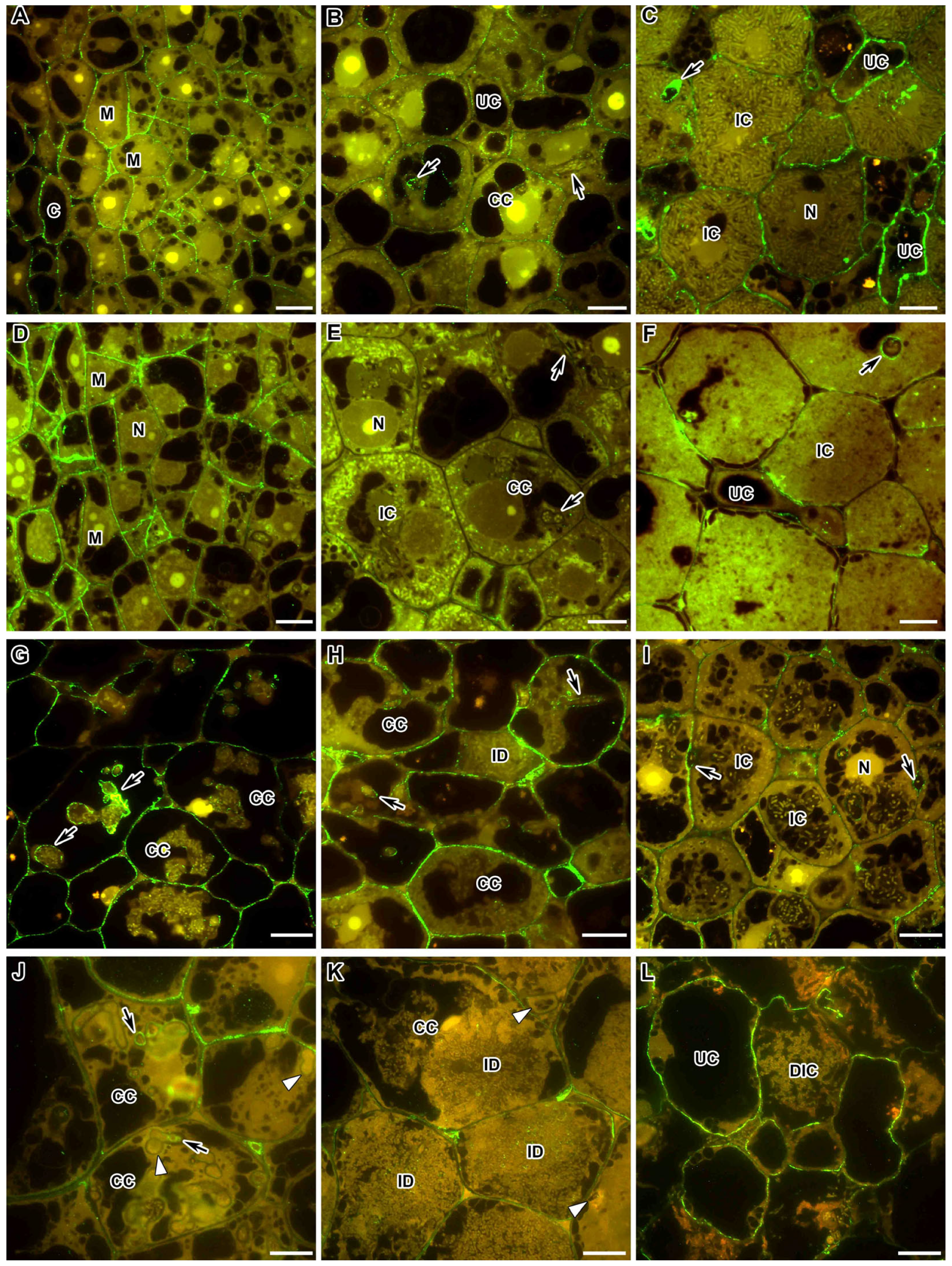 Ijms 24 13850 g008 Ijms 24 13850 g008