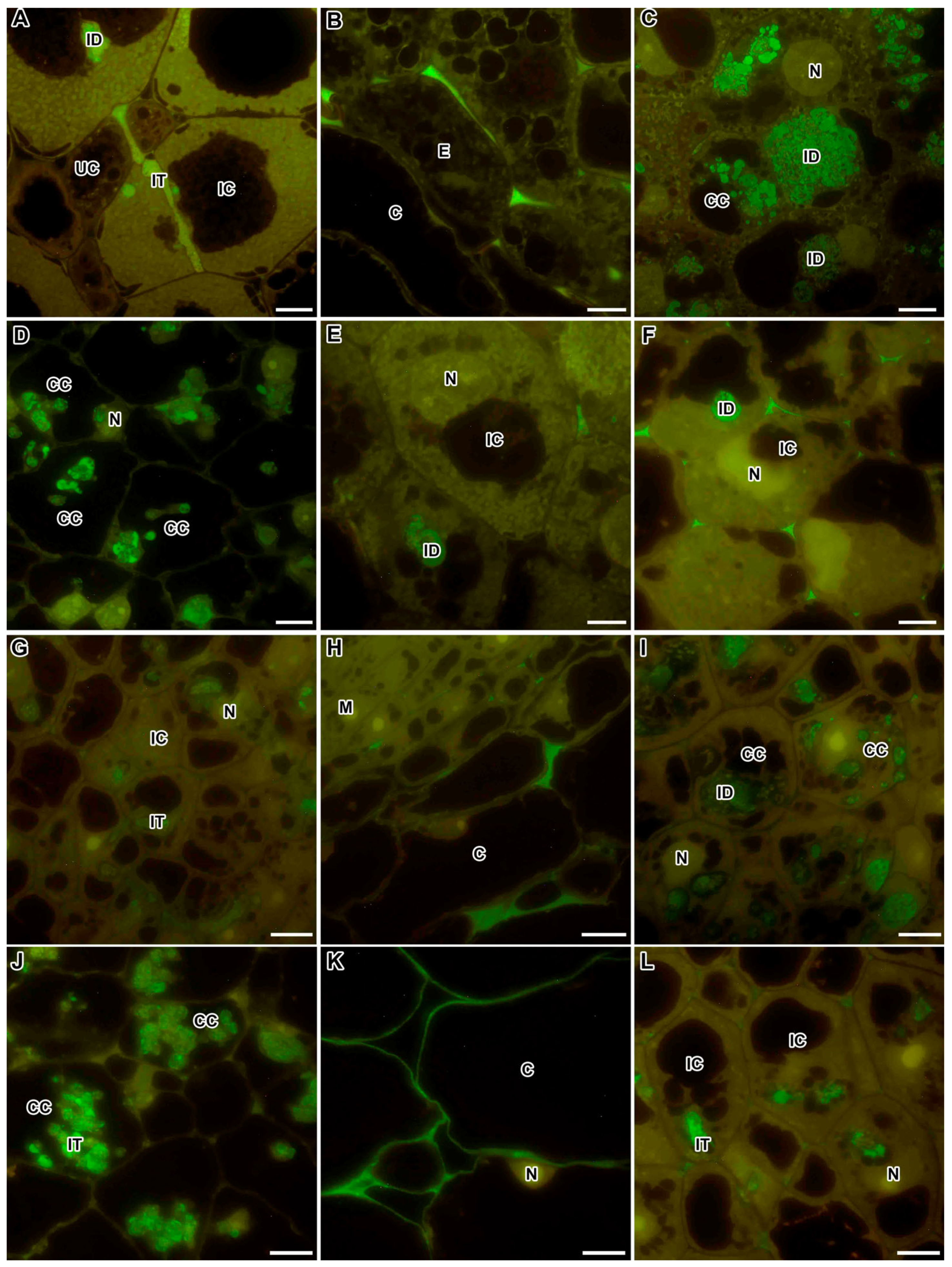 Ijms 24 13850 g010 Ijms 24 13850 g010