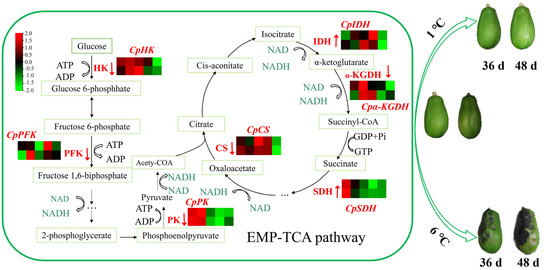 Regulation of Embden–Meyerhof–Parnas (EMP) Pathway and