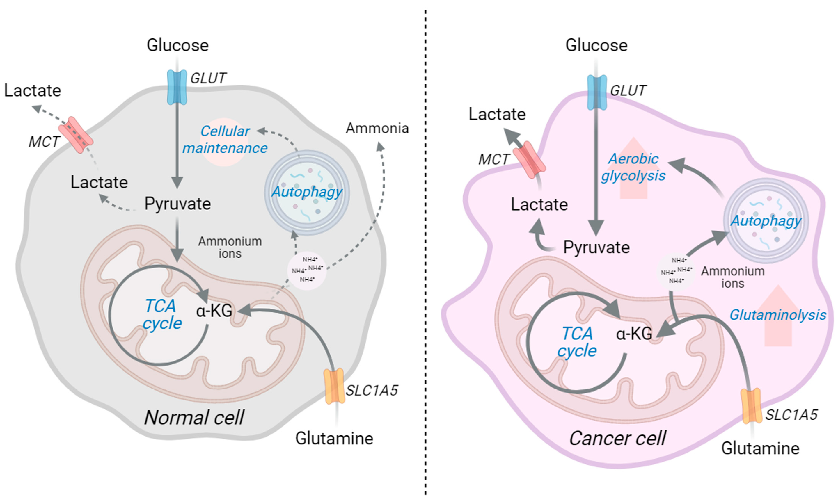 Ijms 24 13928 g005 Ijms 24 13928 g005