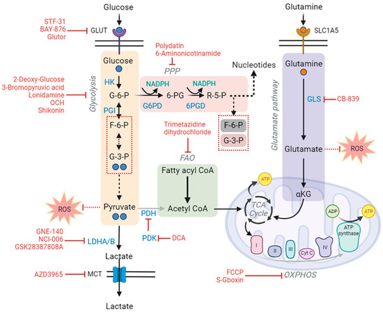 The Illustration of Altered Glucose Dependency in Drug
