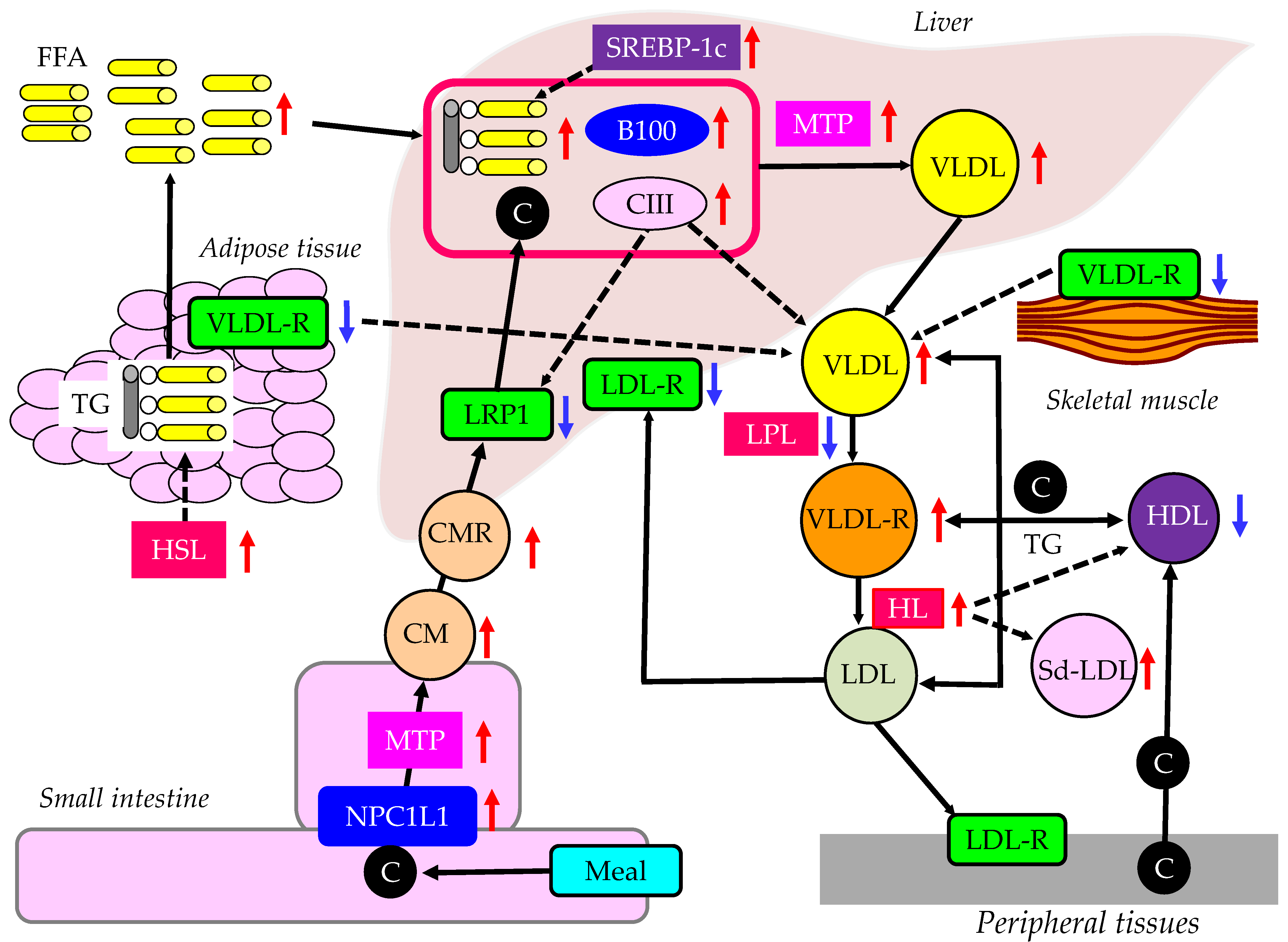Ijms 24 13942 g002 Ijms 24 13942 g002
