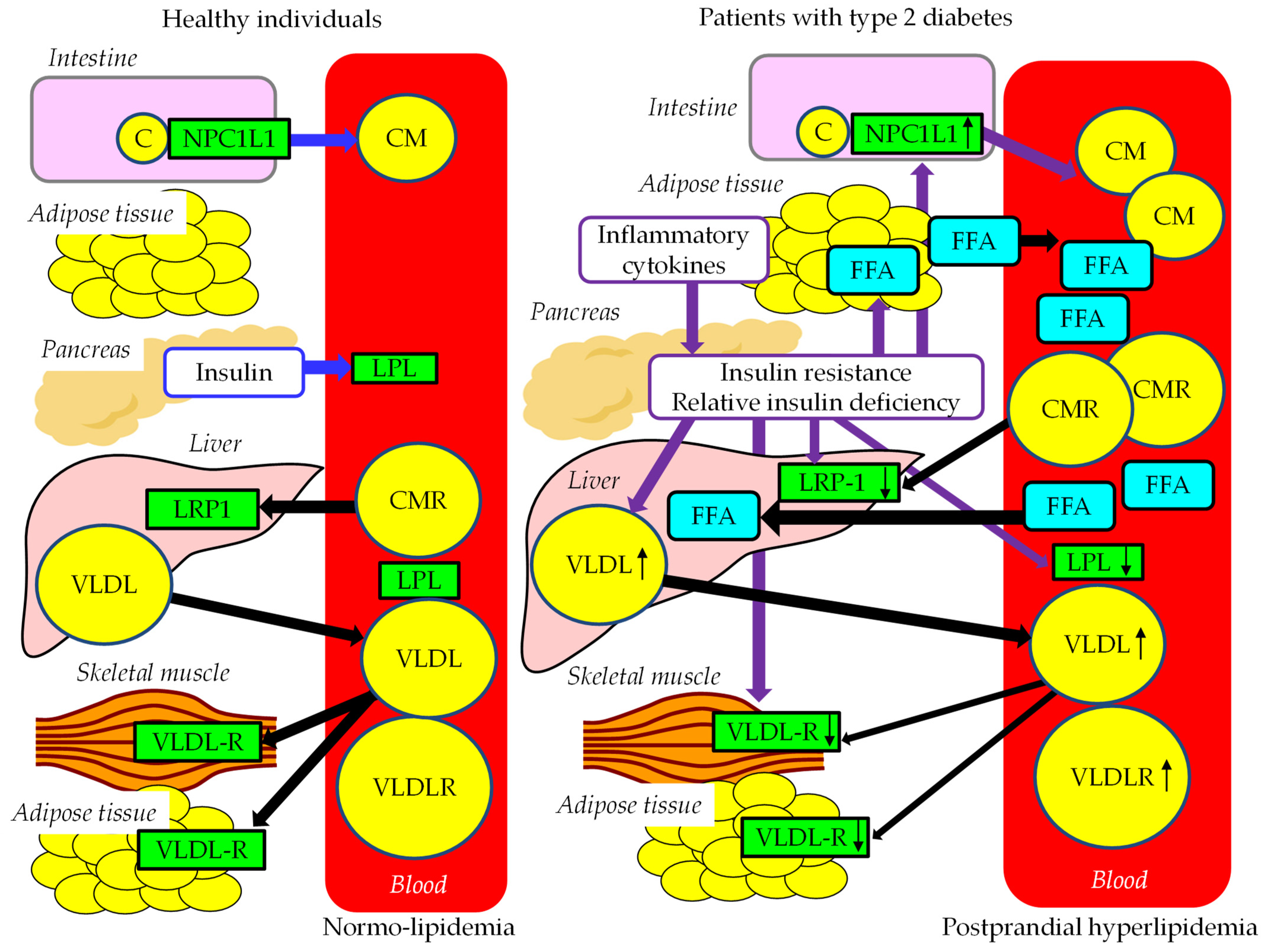 Ijms 24 13942 g004 Ijms 24 13942 g004