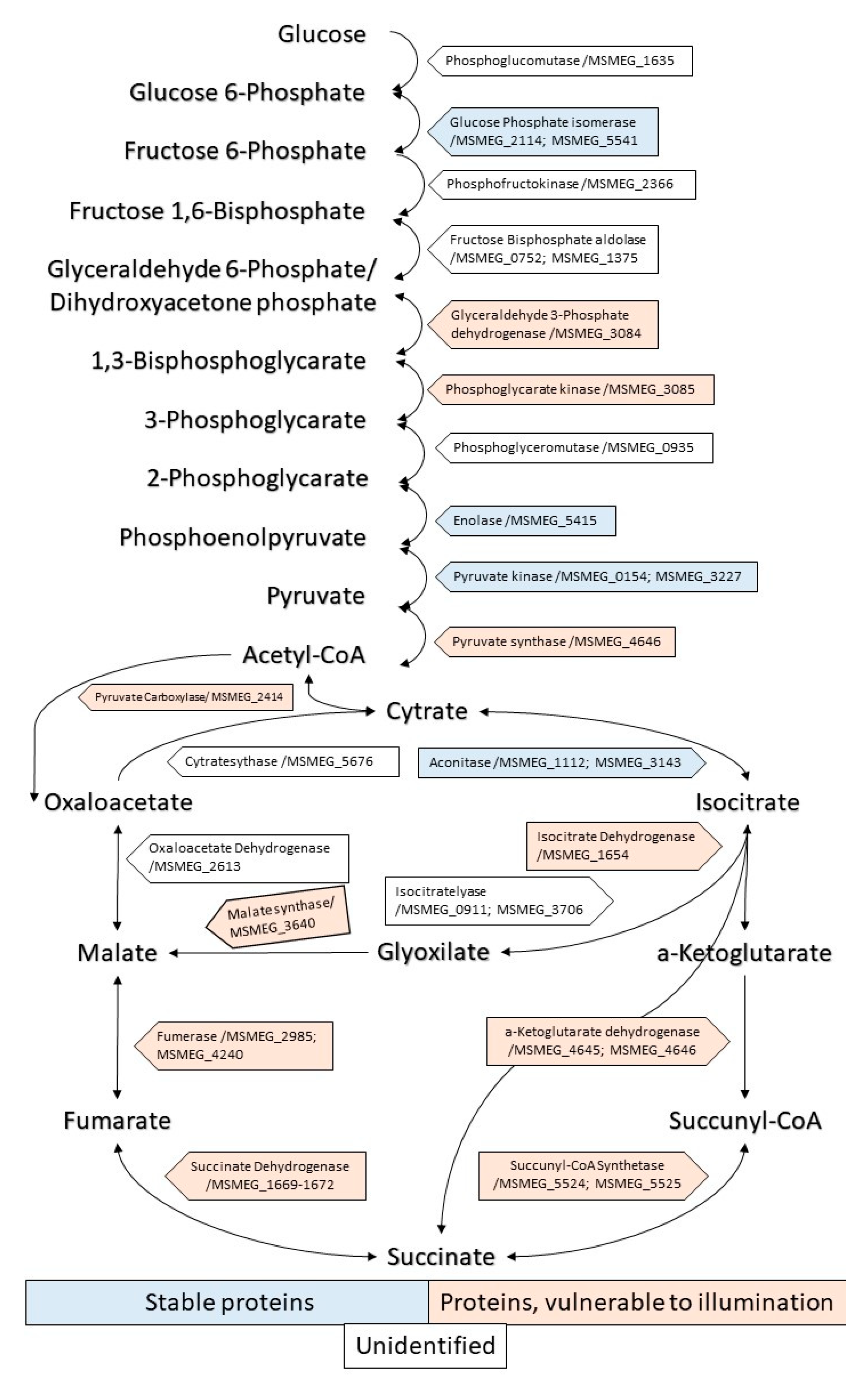 Ijms 24 13968 g008 Ijms 24 13968 g008