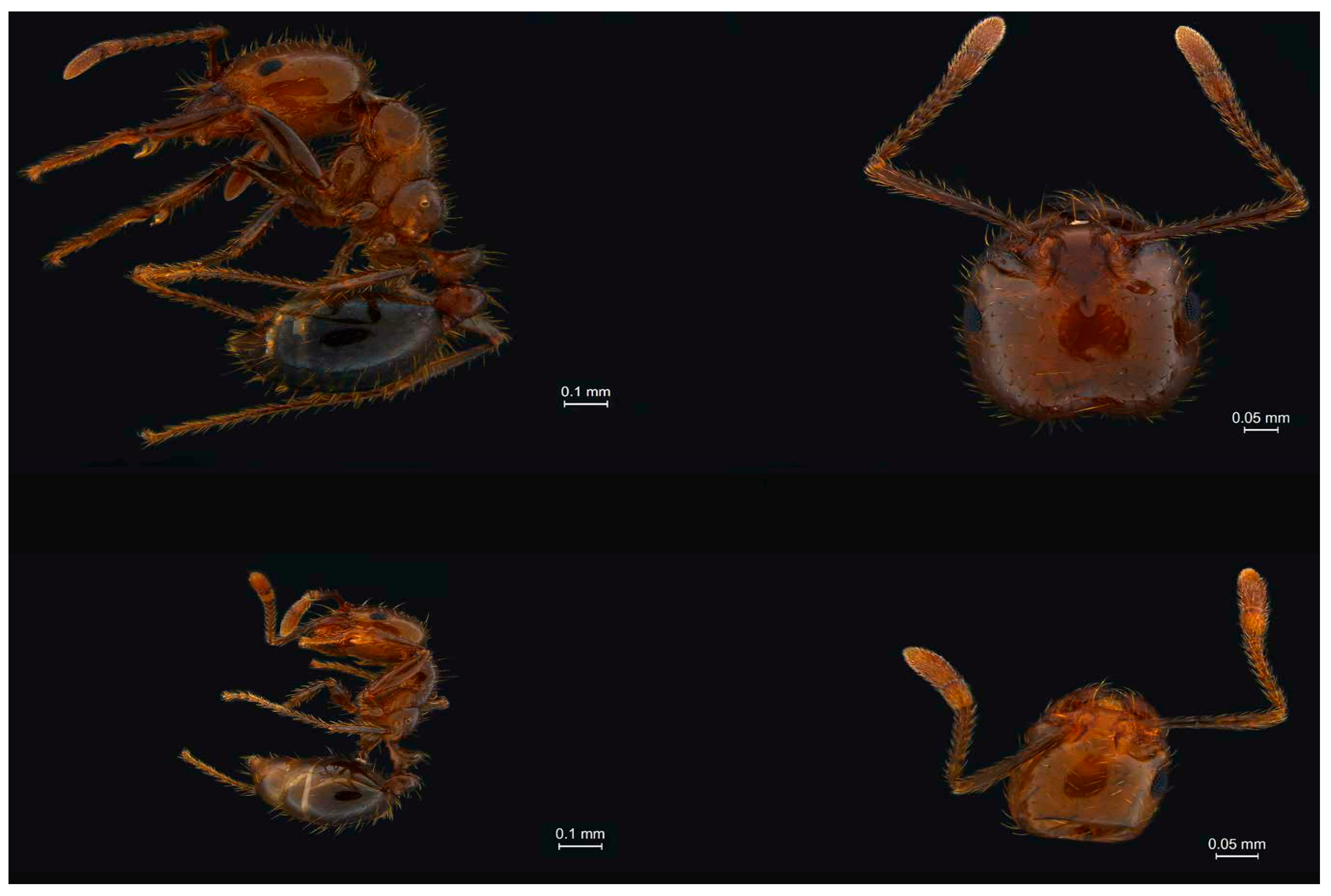 Transcriptomic Analysis of Metarhizium anisopliae-Induced