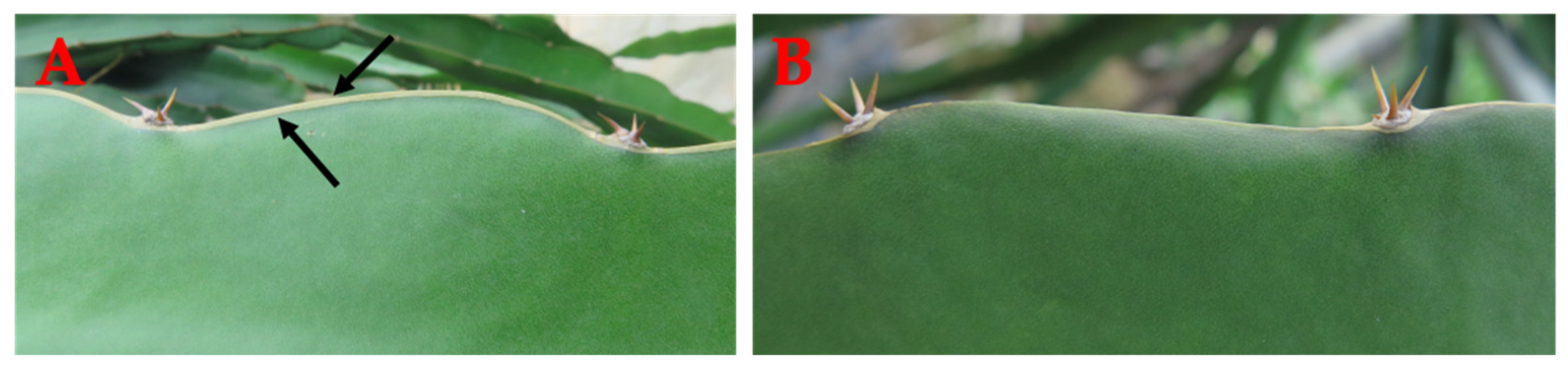 Ijms 24 13986 g003 Ijms 24 13986 g003