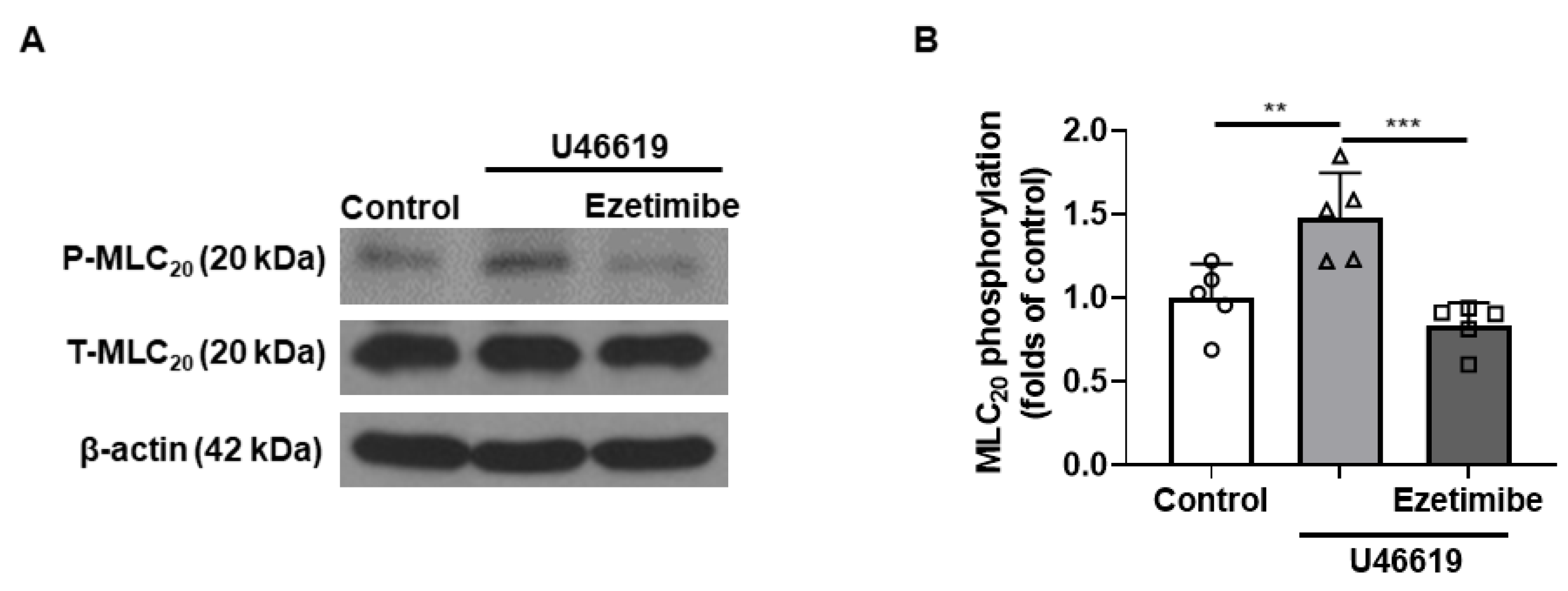 Ijms 24 13992 g006 Ijms 24 13992 g006