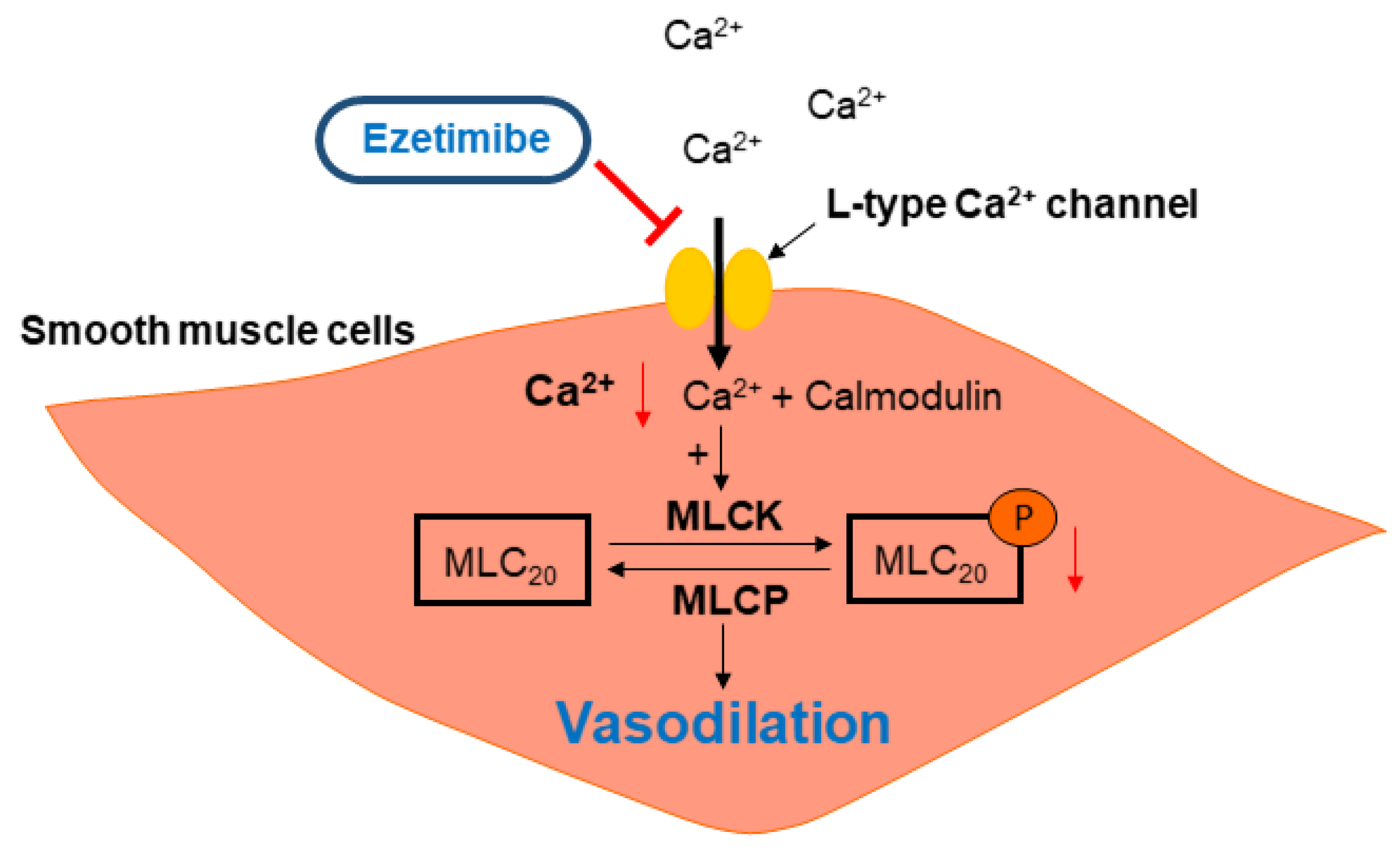 Ijms 24 13992 g007 Ijms 24 13992 g007