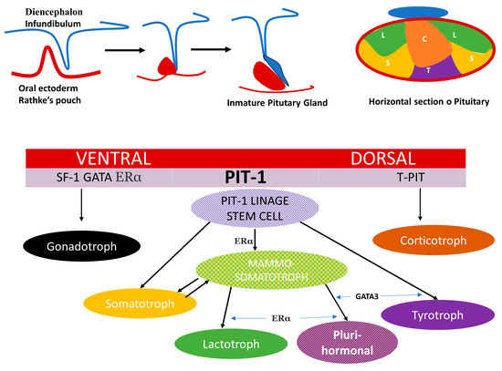 Prolactin and Growth Hormone Signaling and Interlink Focused on the  Mammosomatotroph Paradigm: A Comprehensive Review of the Literature