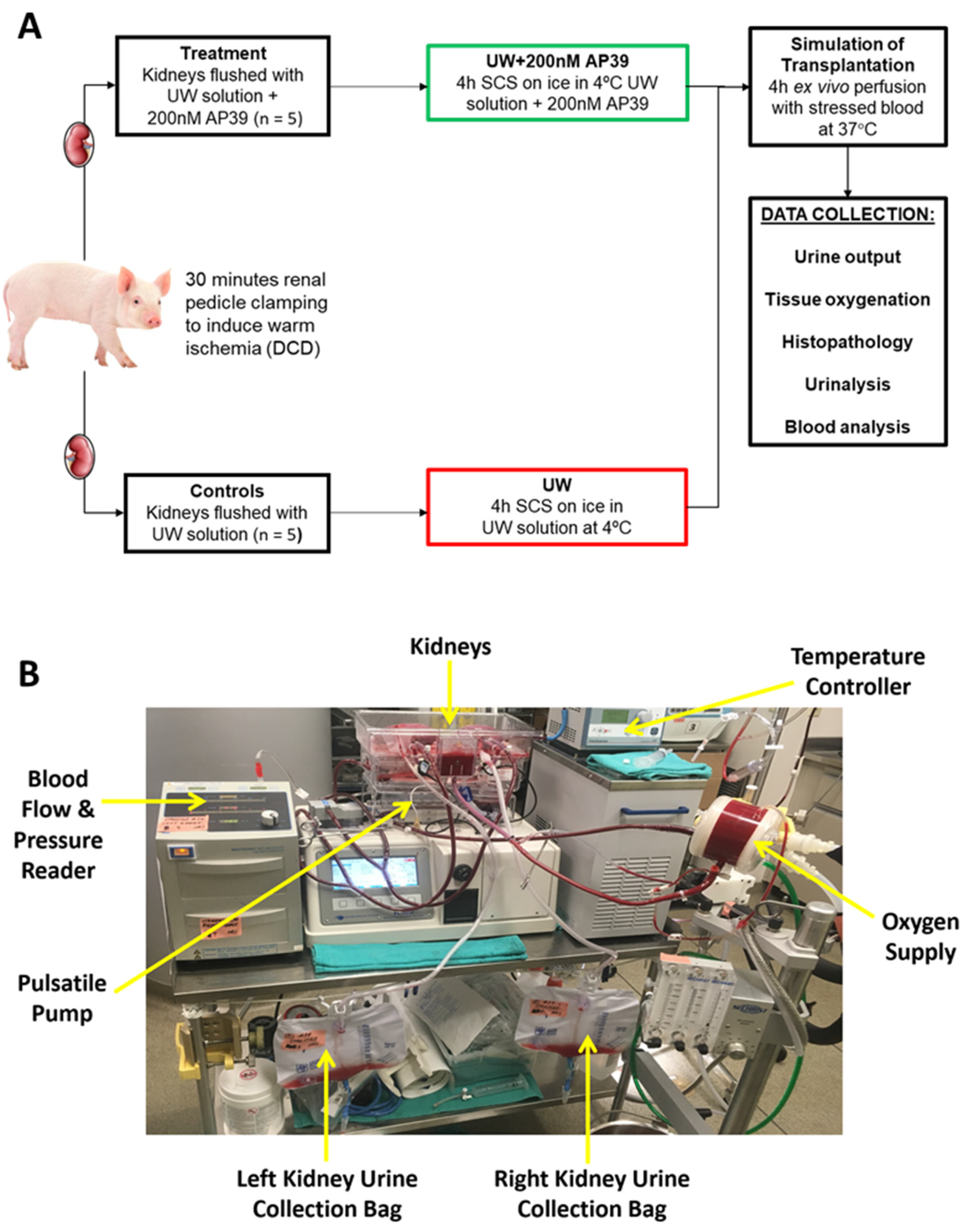 Static Cold Storage with Mitochondria-Targeted Hydrogen Sulfide 