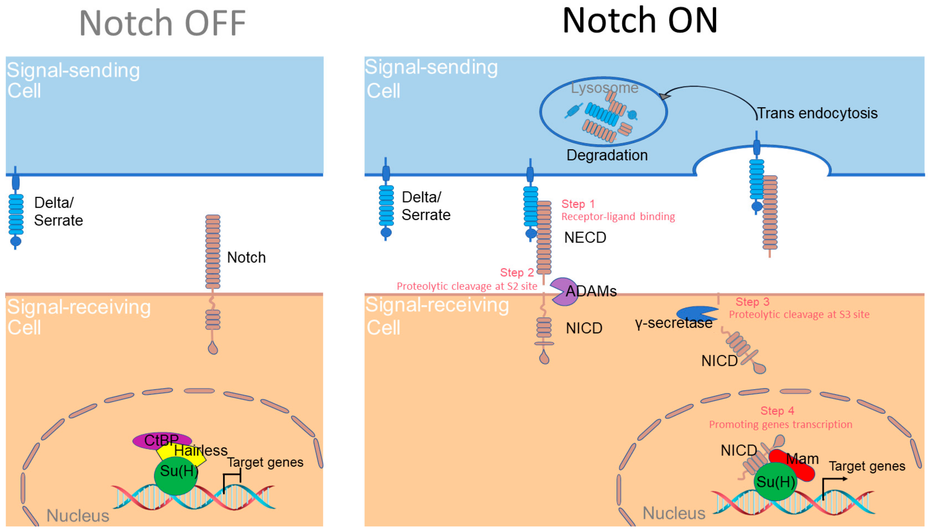 Ijms 24 14028 g001 Ijms 24 14028 g001
