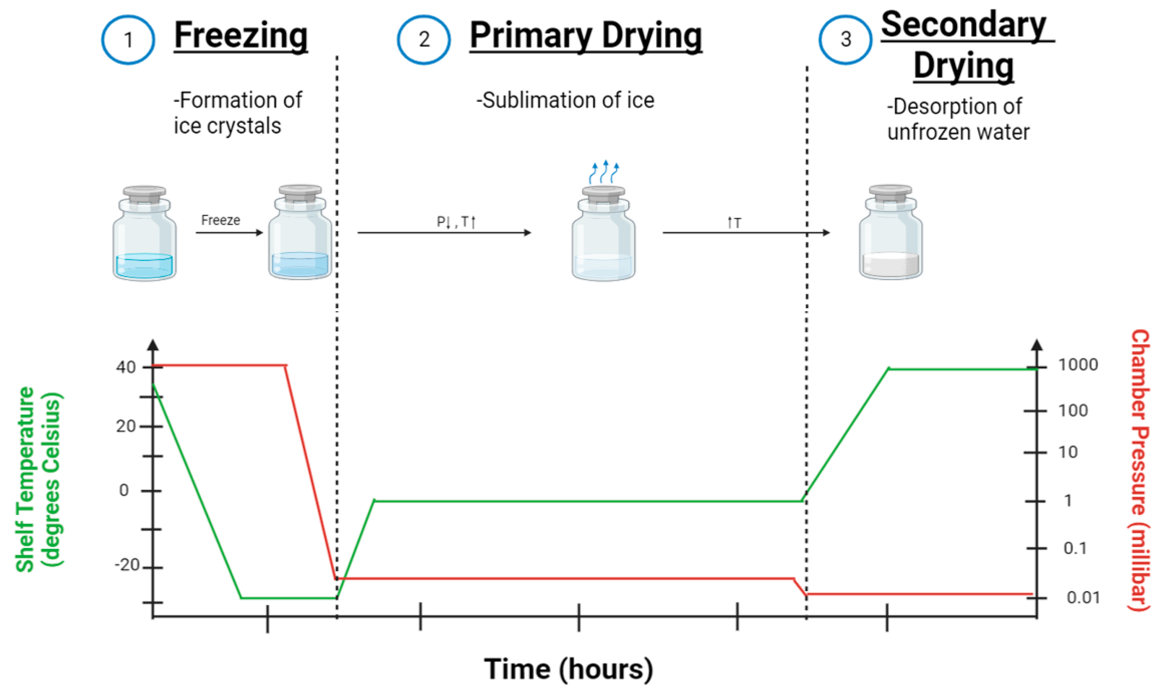 IJMS Free FullText Lyophilization of Nanoparticles, Does It Really