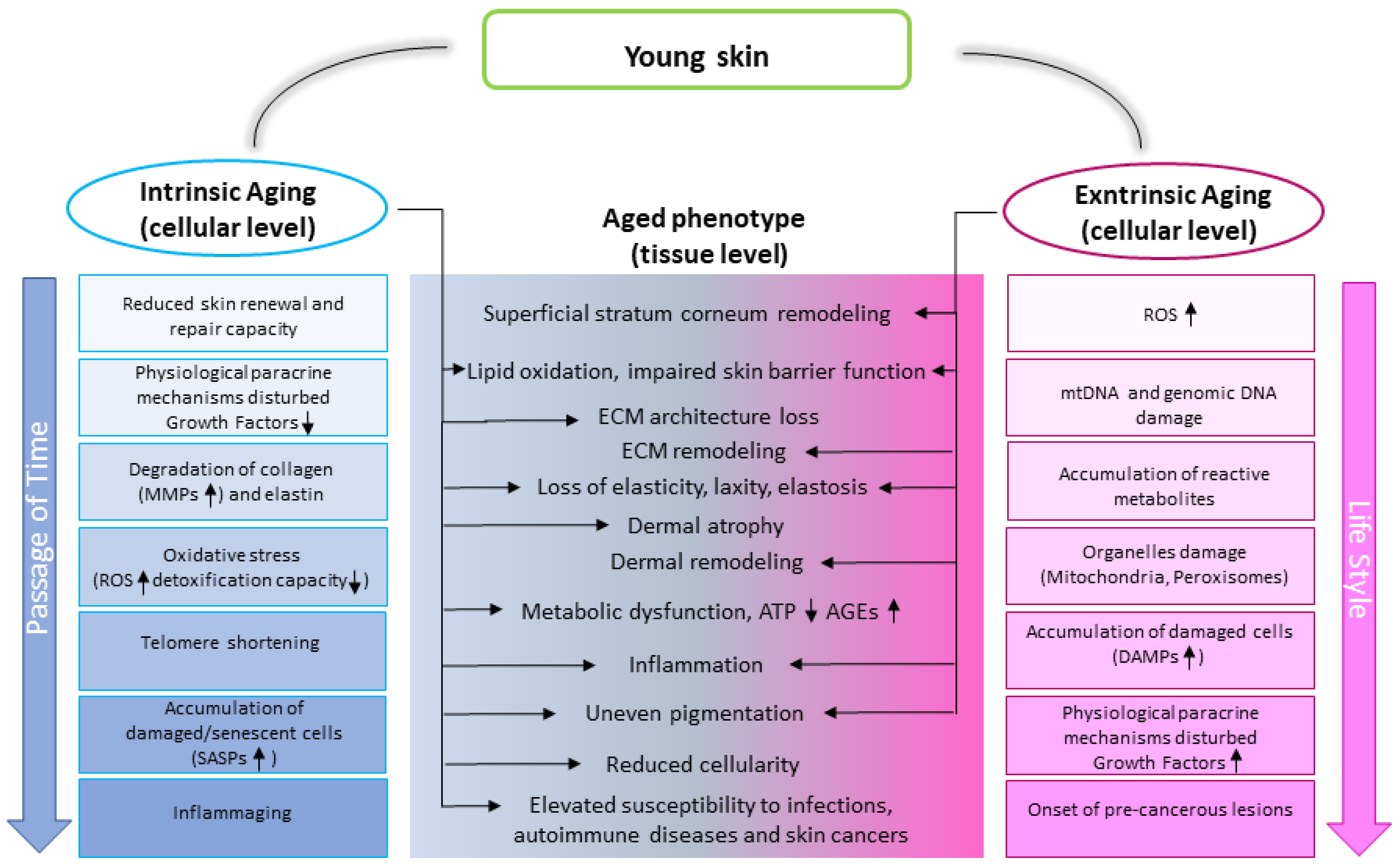 Thomas Pink] ASL architecture