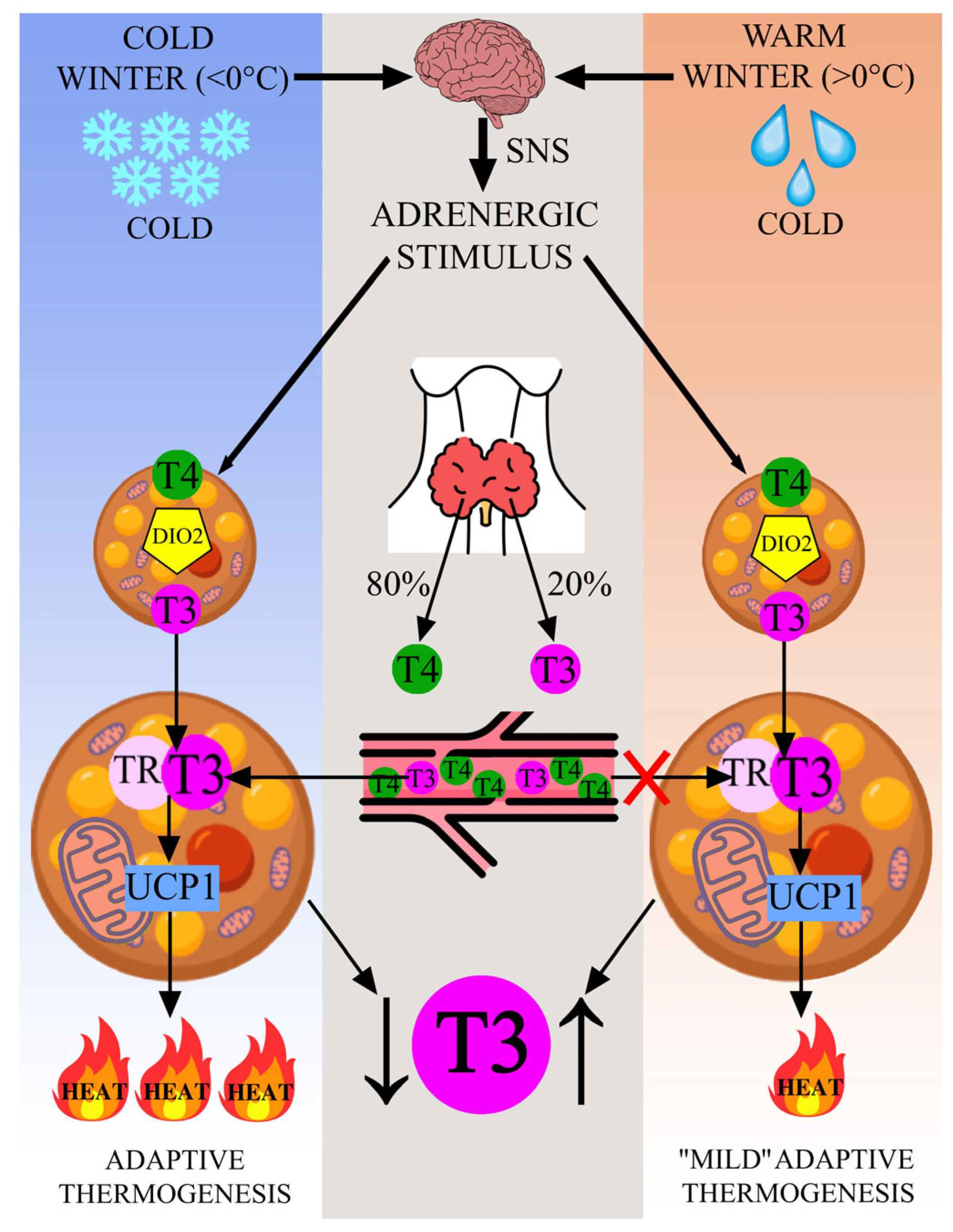 Ijms 24 14052 g003 Ijms 24 14052 g003