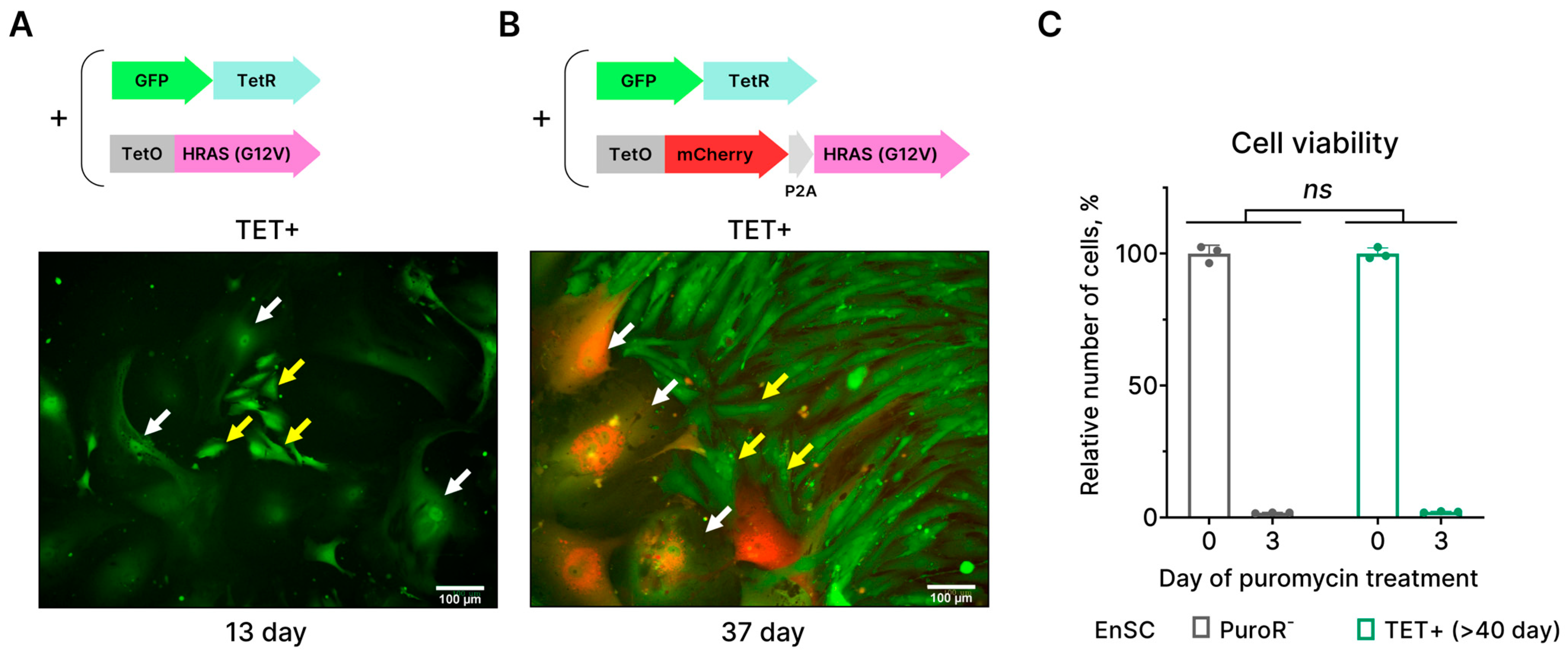 Ijms 24 14089 g002 Ijms 24 14089 g002