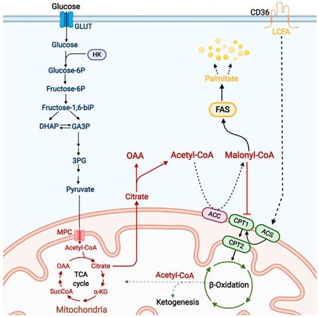Ijms 24 14093 i003 Ijms 24 14093 i003