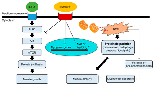 Ijms 24 14093 i004 Ijms 24 14093 i004