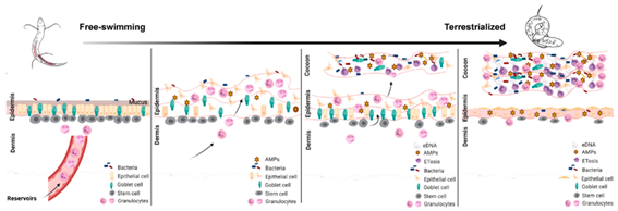 Ijms 24 14093 i005 Ijms 24 14093 i005