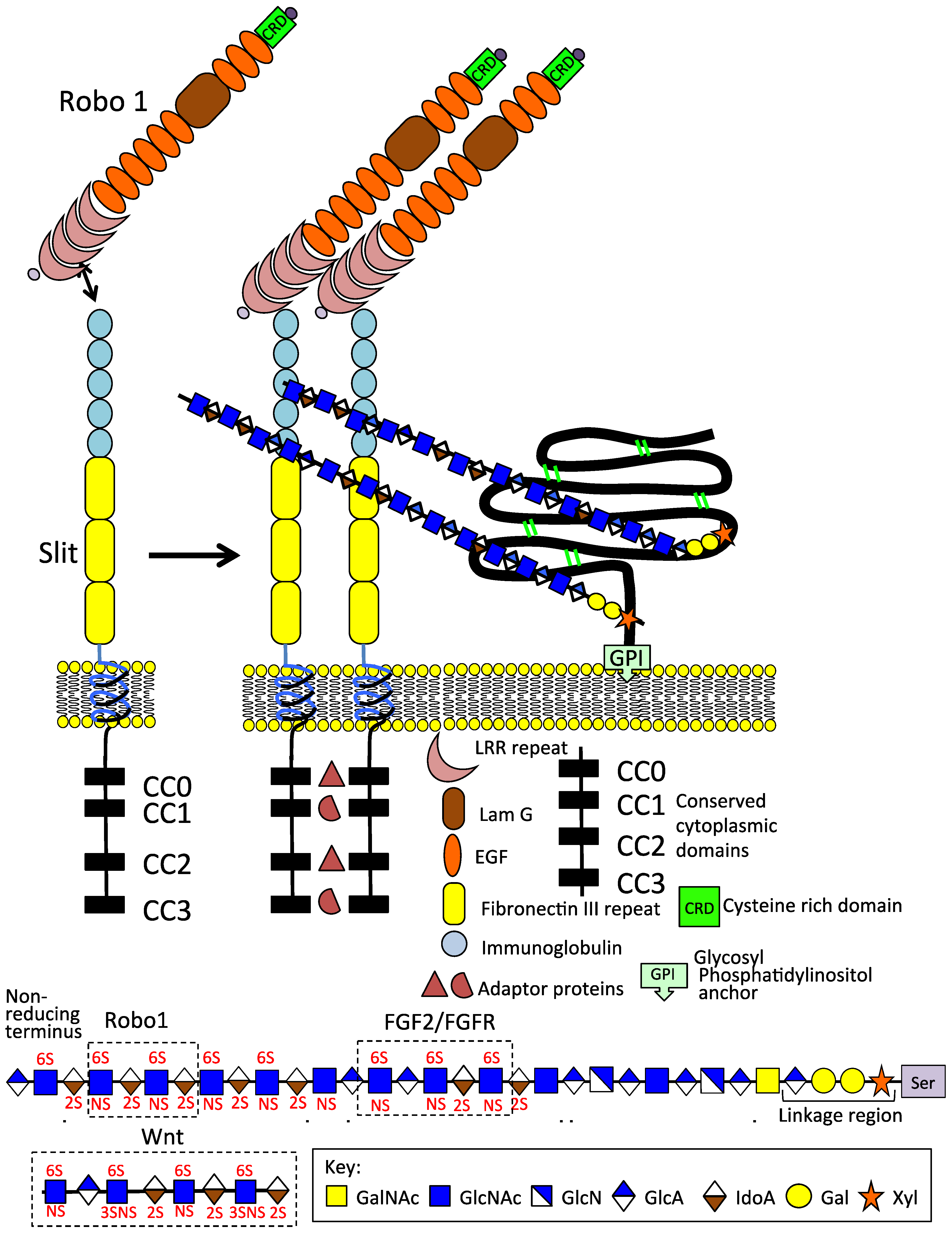Ijms 24 14101 g002 Ijms 24 14101 g002