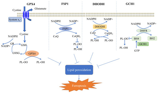 Ａタイプ Targeting Ferroptosis in Parkinson's Disease: Mechanisms and